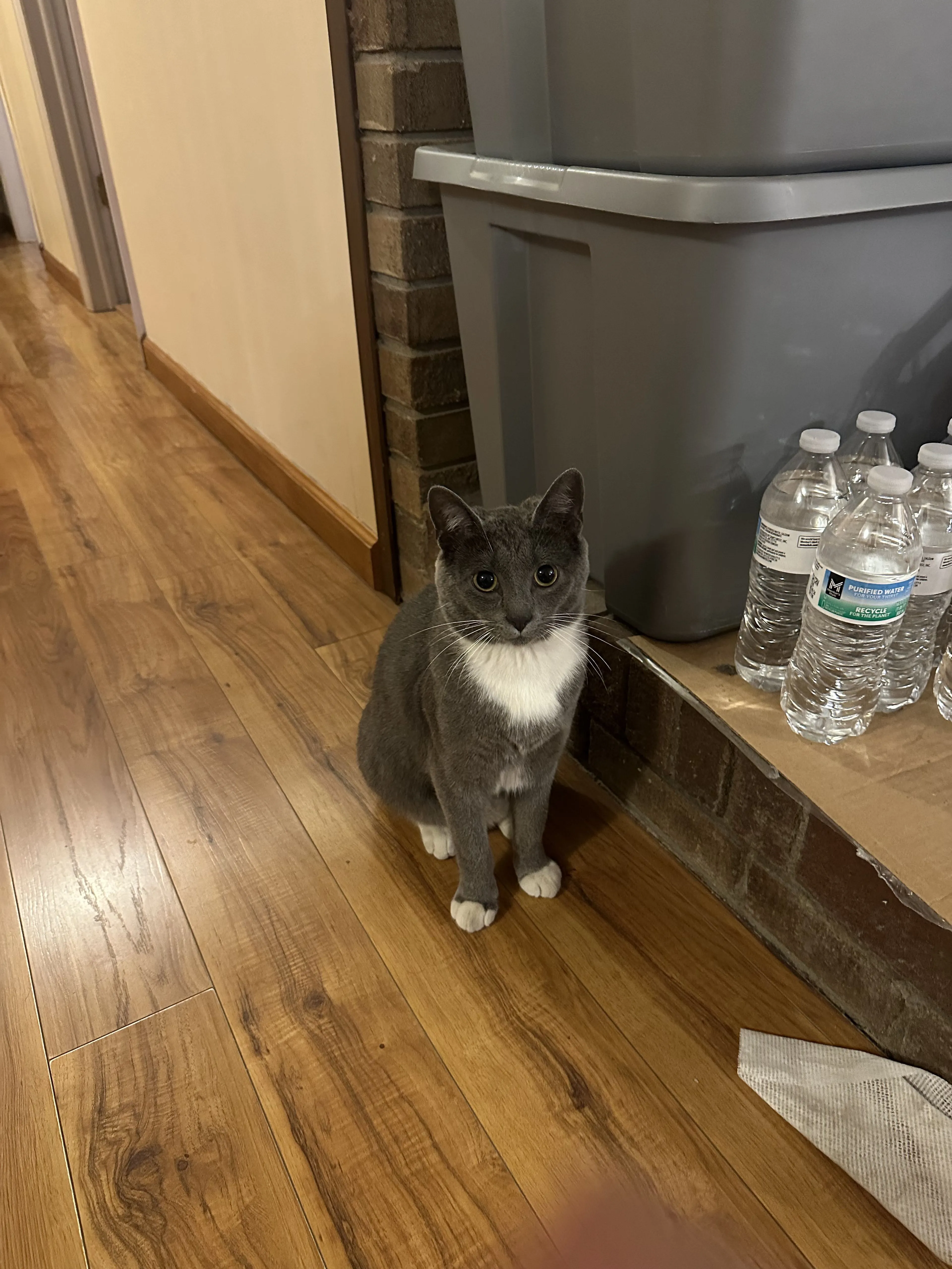 Lost pet-0