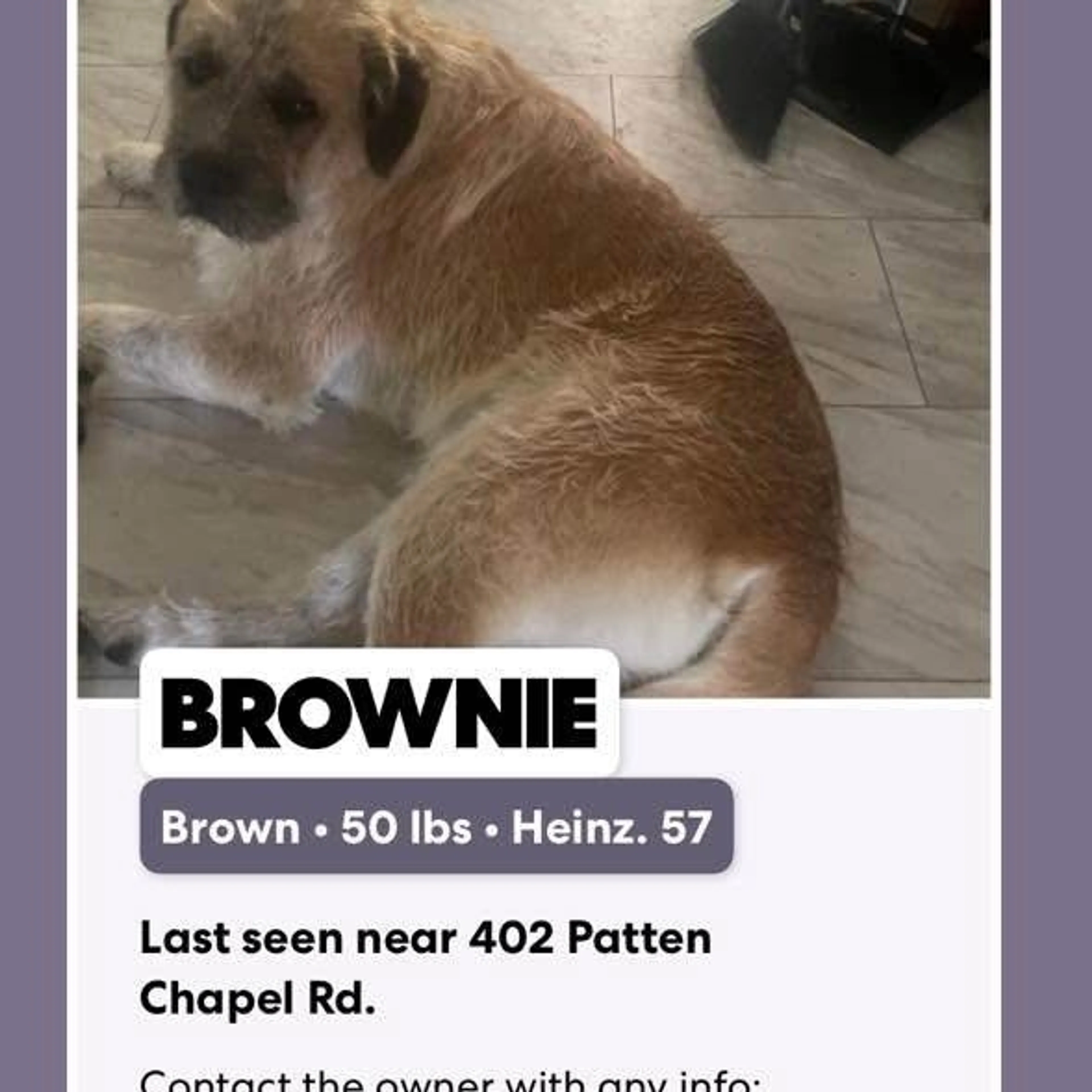 Lost pet