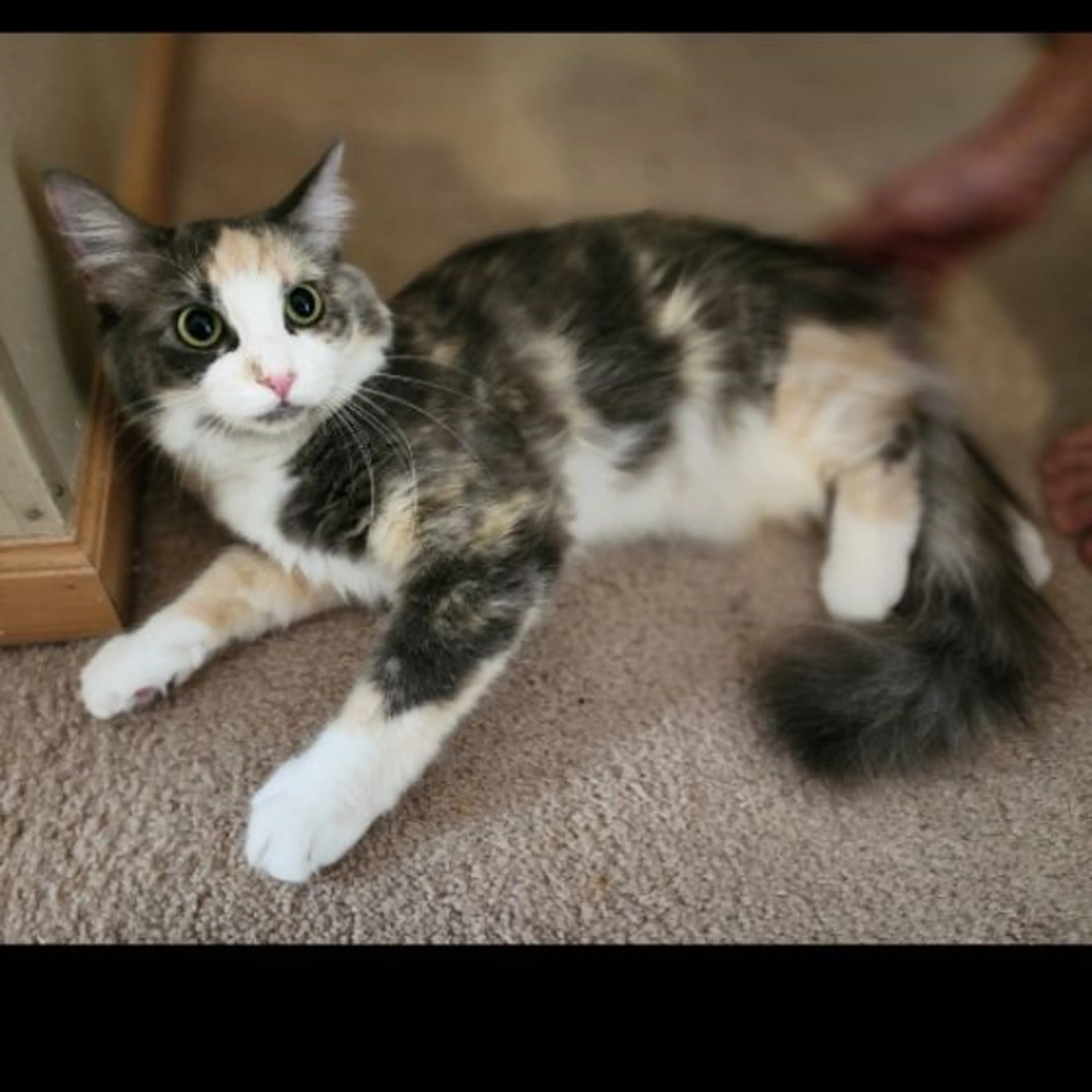 Lost pet