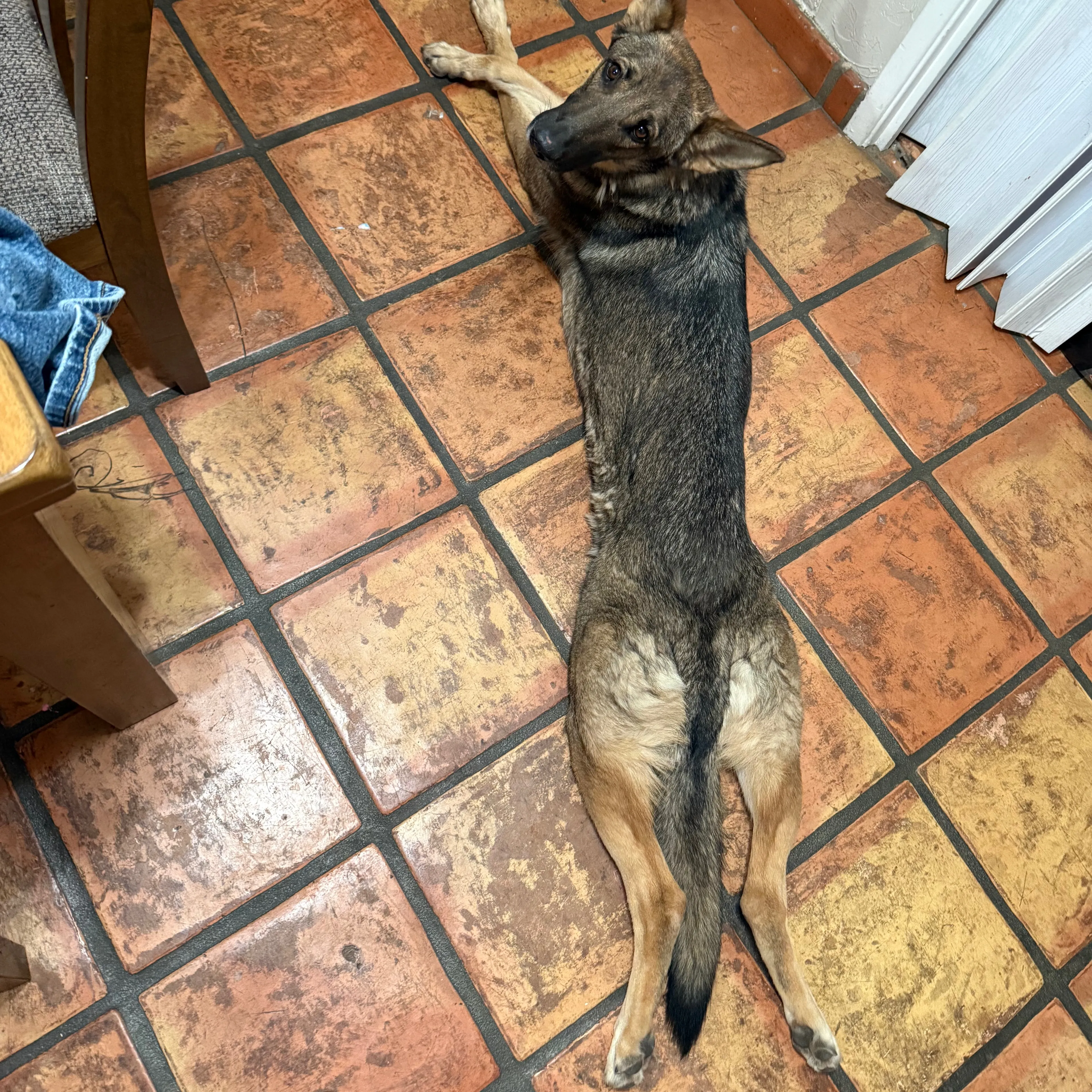 Lost pet-1
