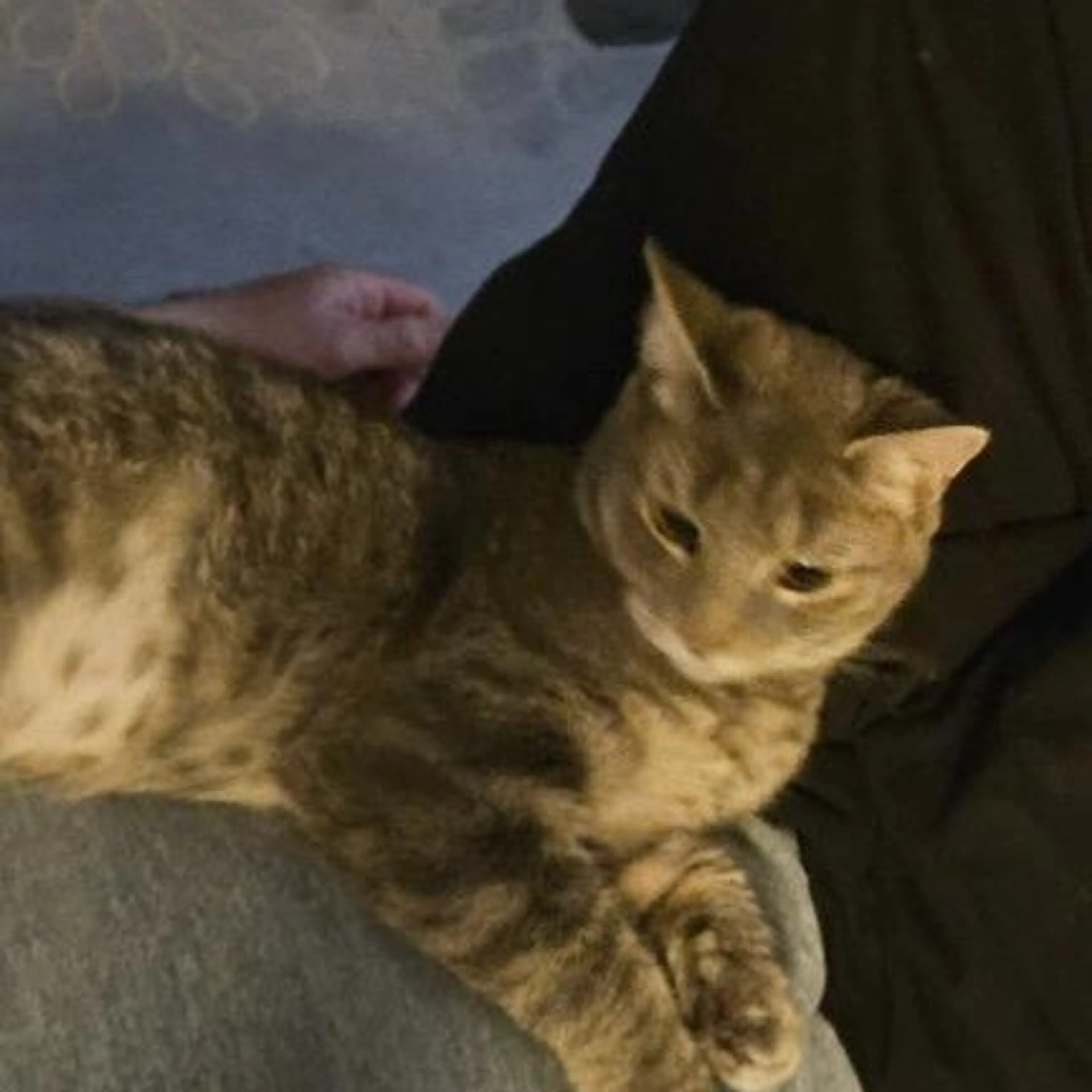 Found pet-1