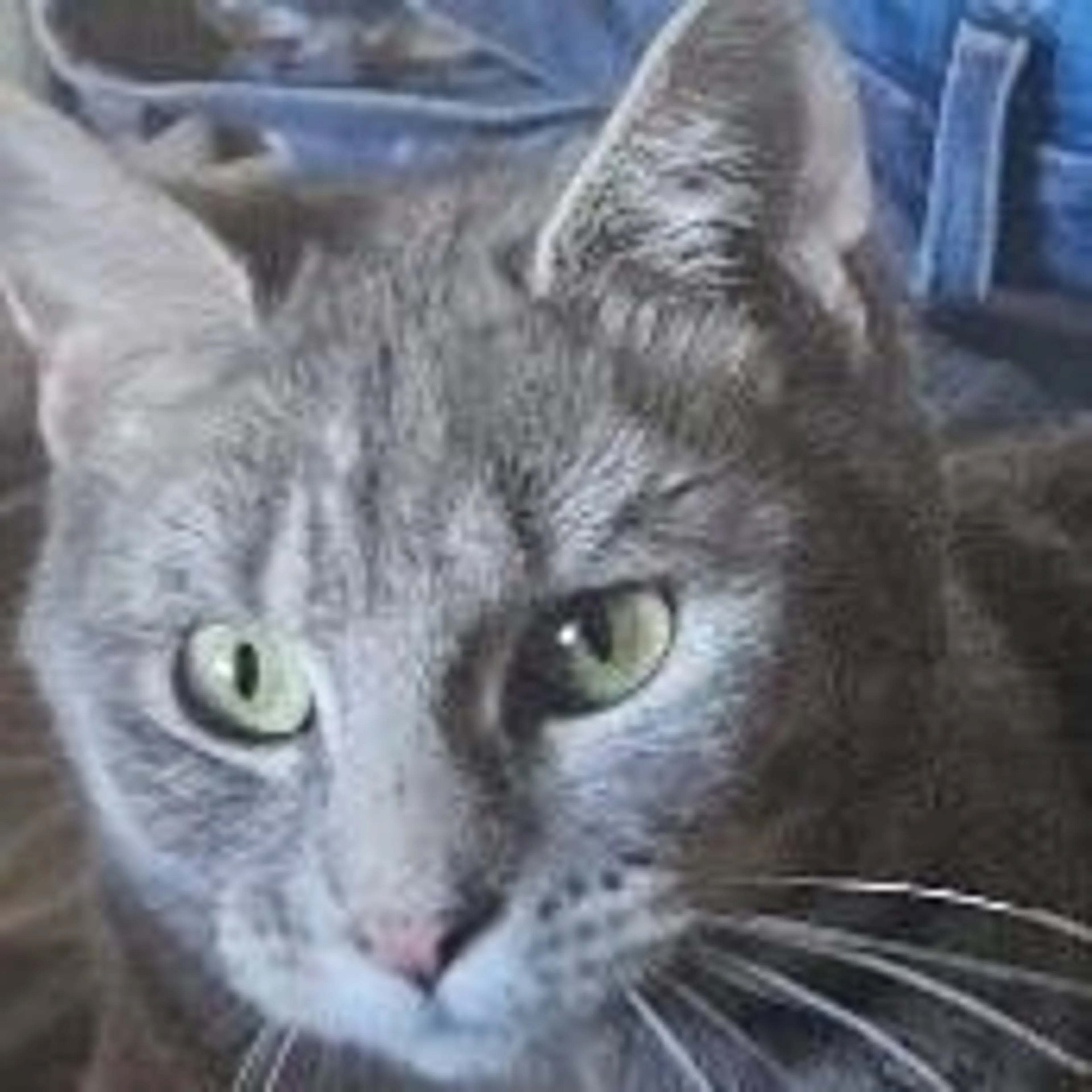 Found pet-3