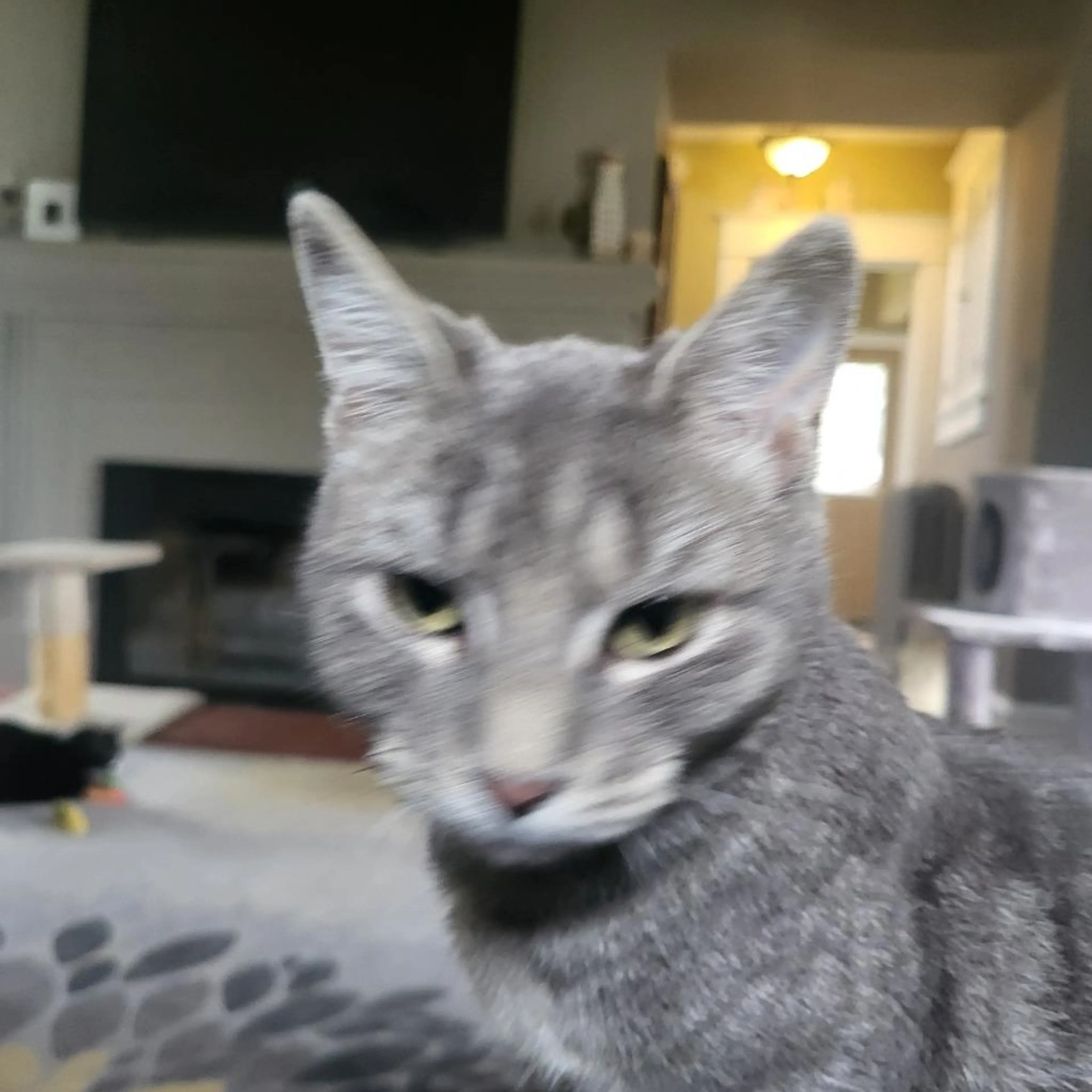 Found pet-2