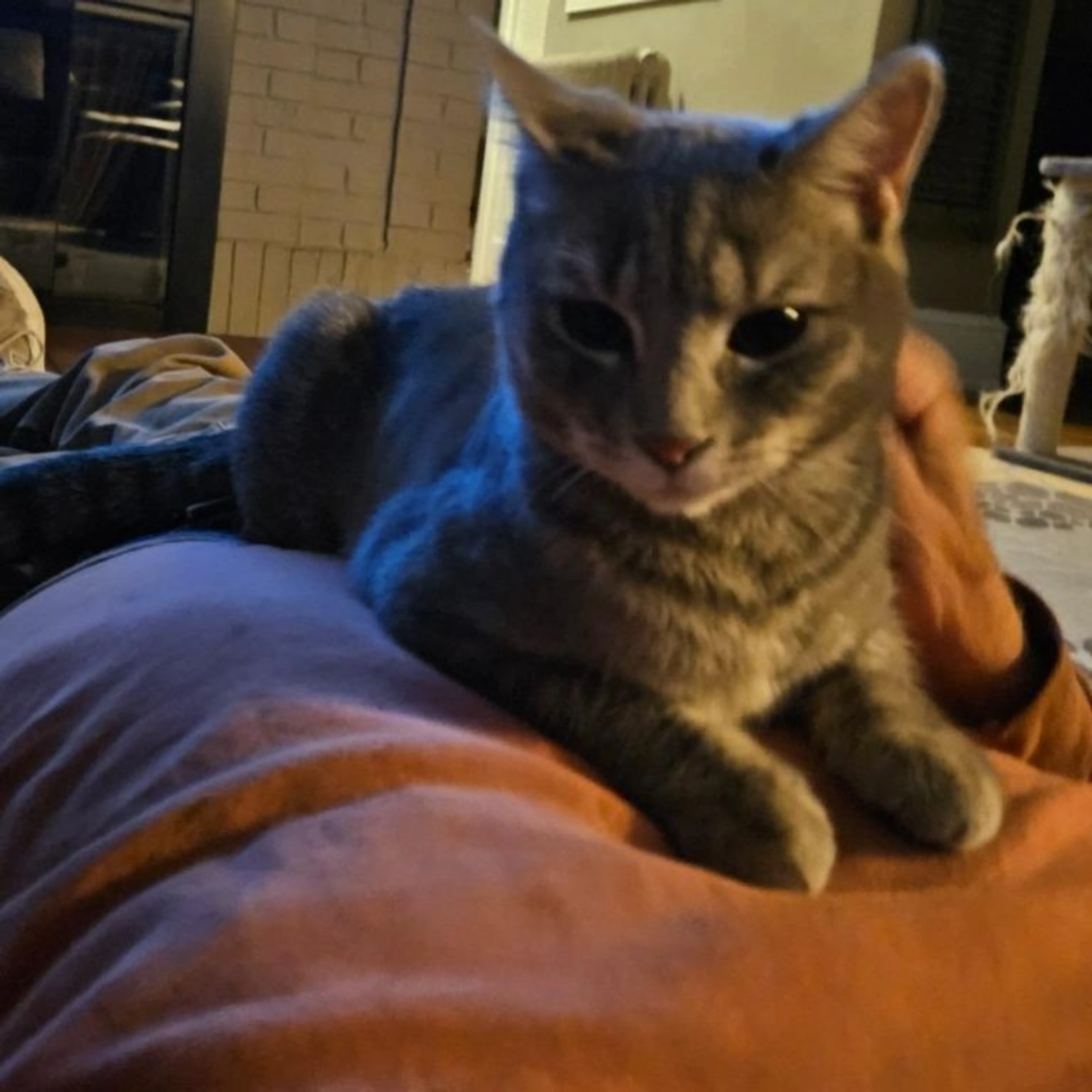 Found pet-0