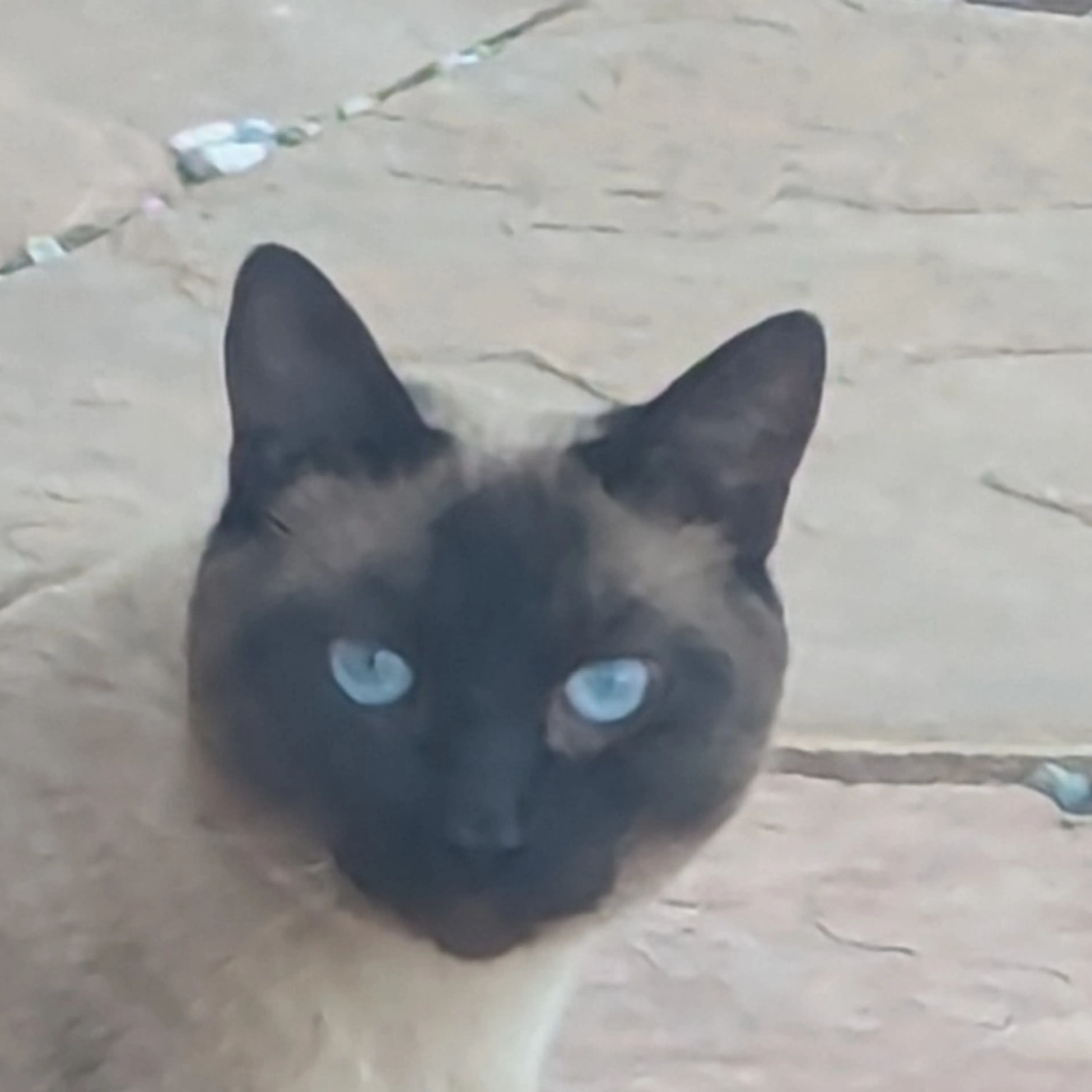 Found pet-2