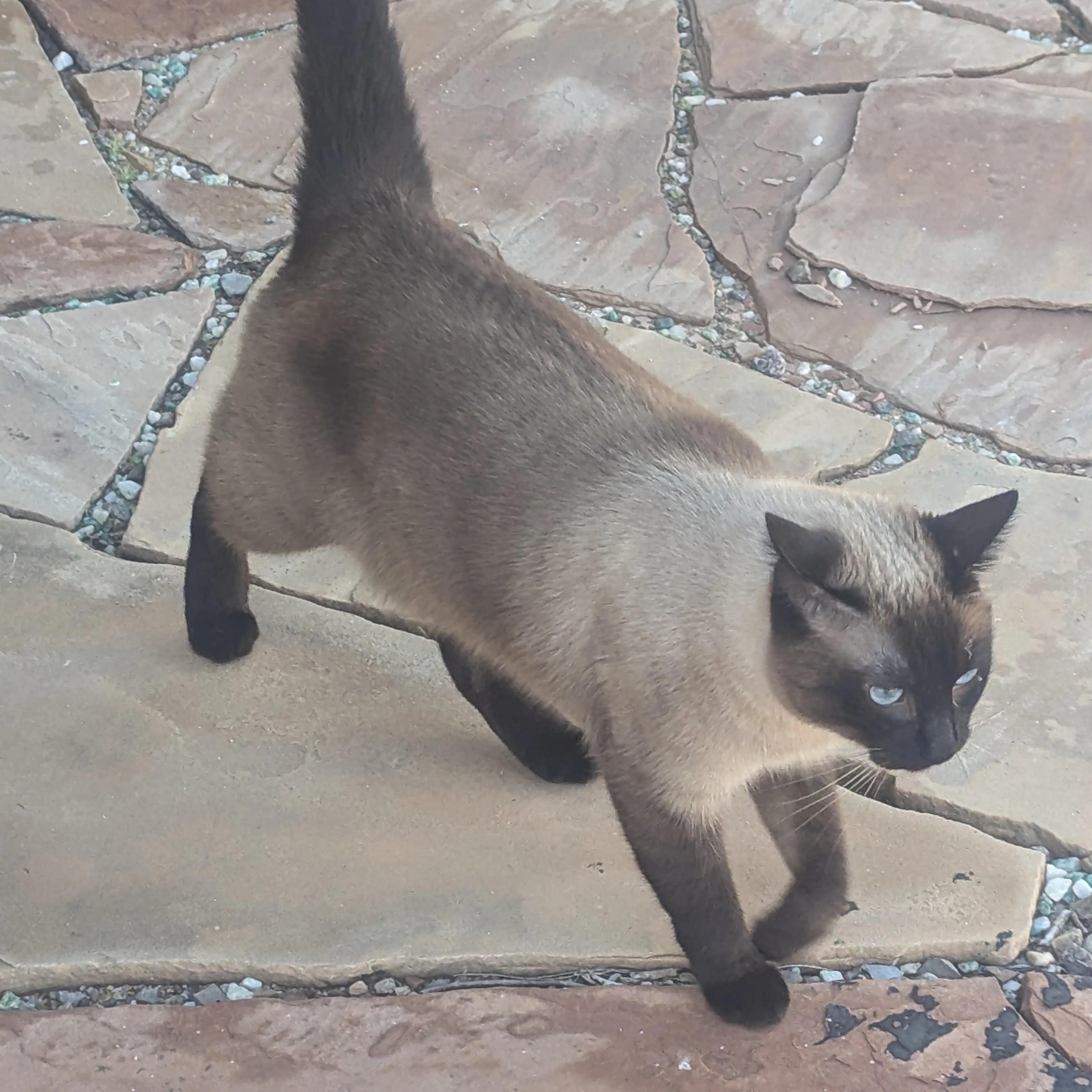 Found pet-1