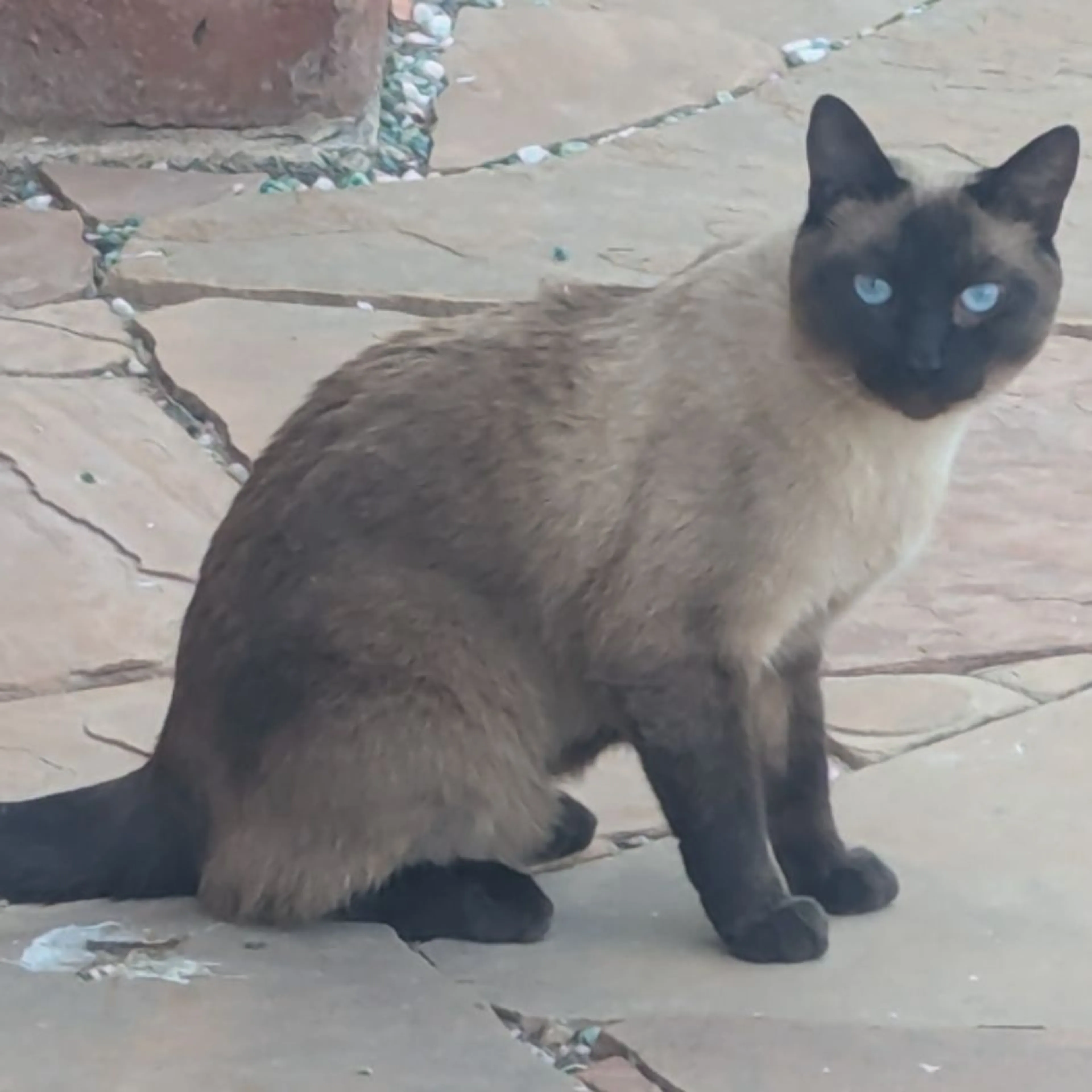 Found pet-0