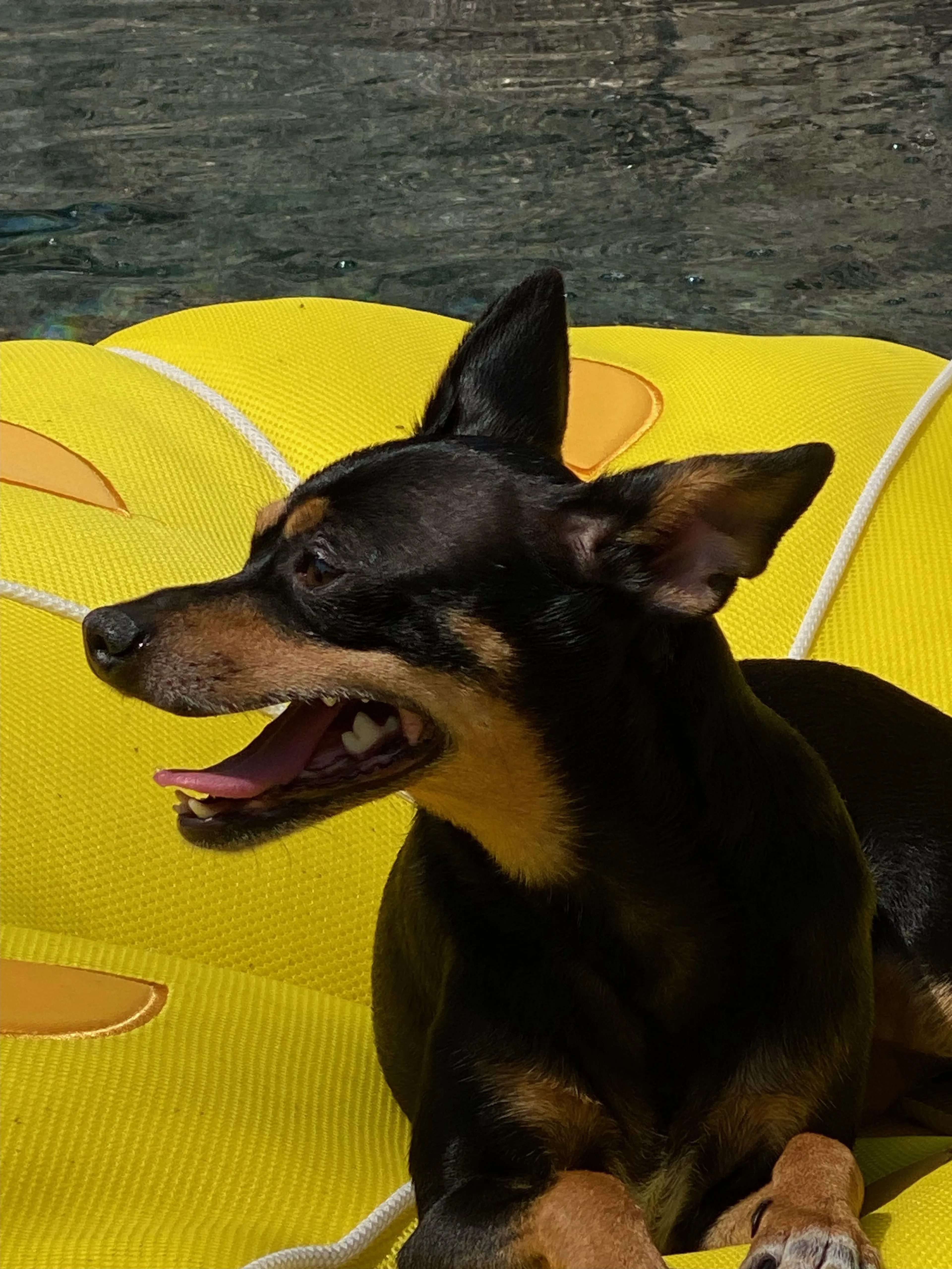 Lost pet
