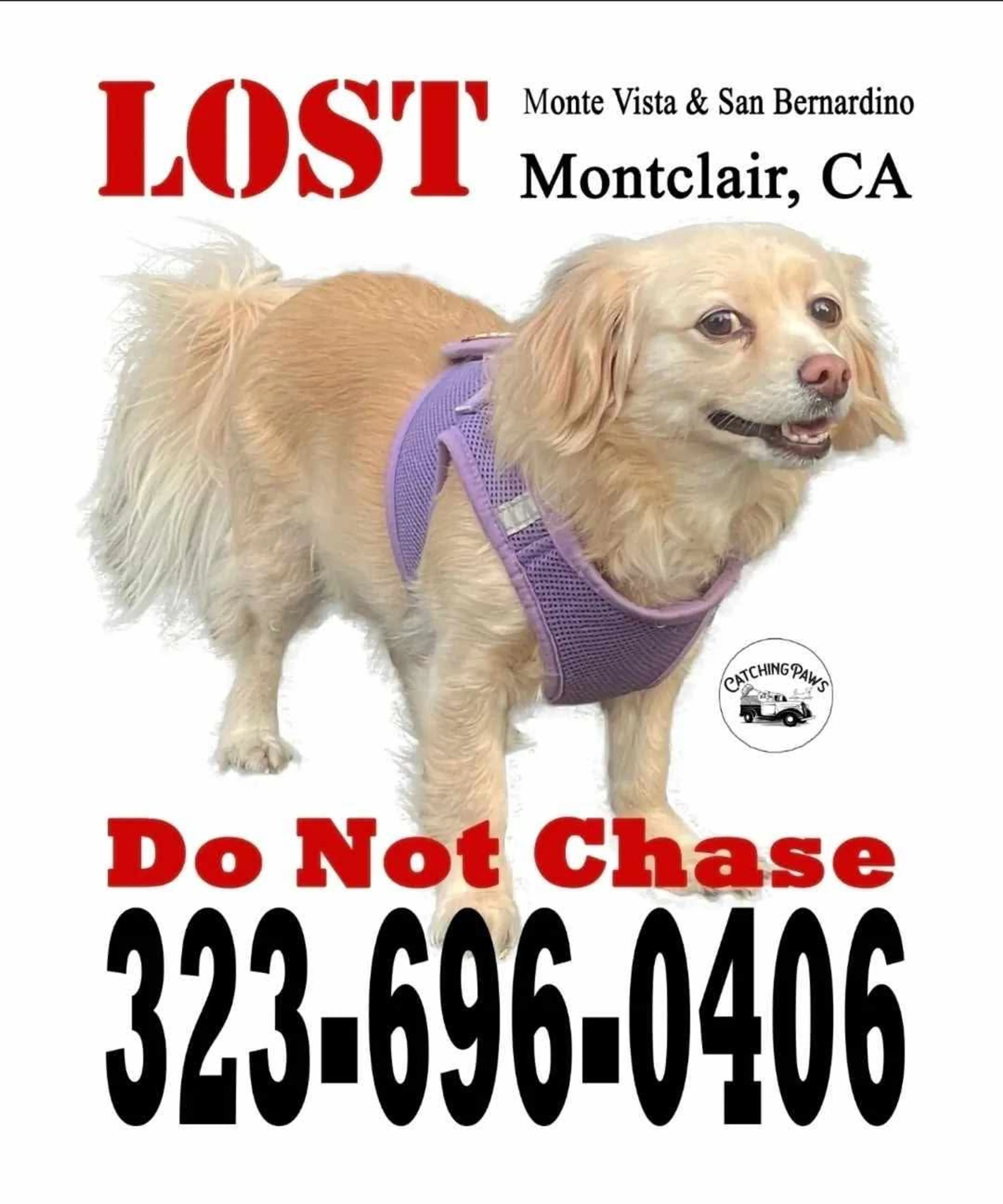 Lost pet-1