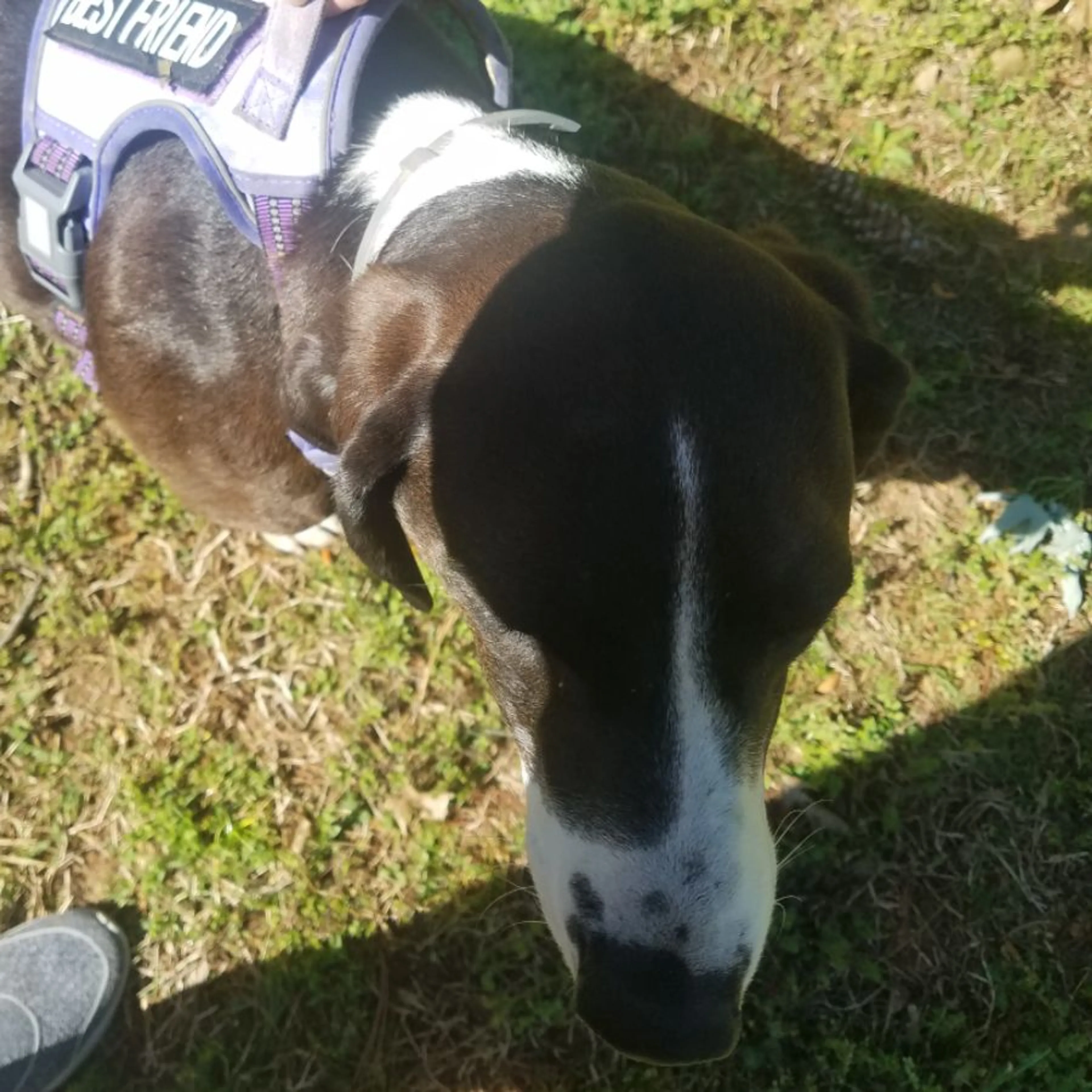 Found pet