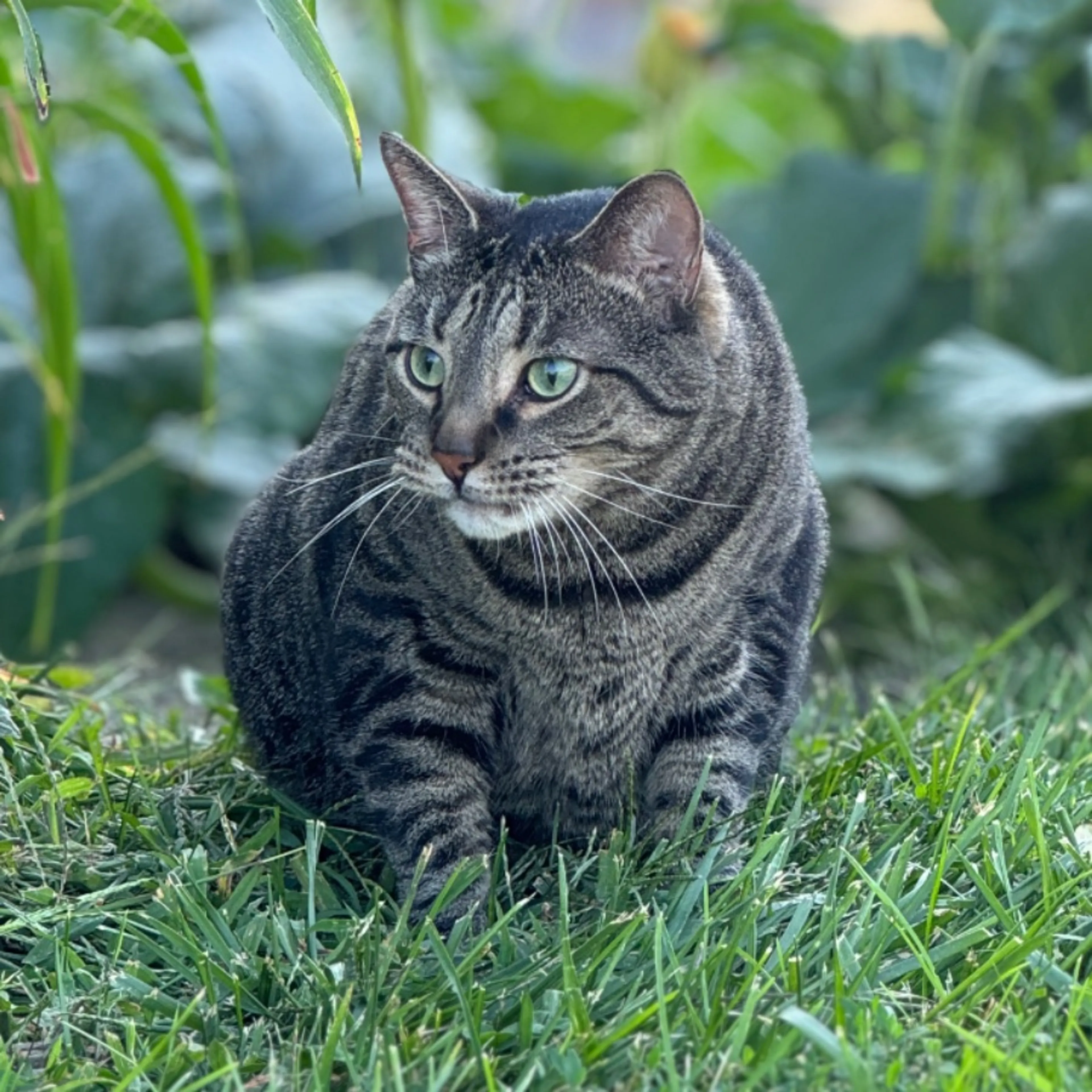 Lost pet