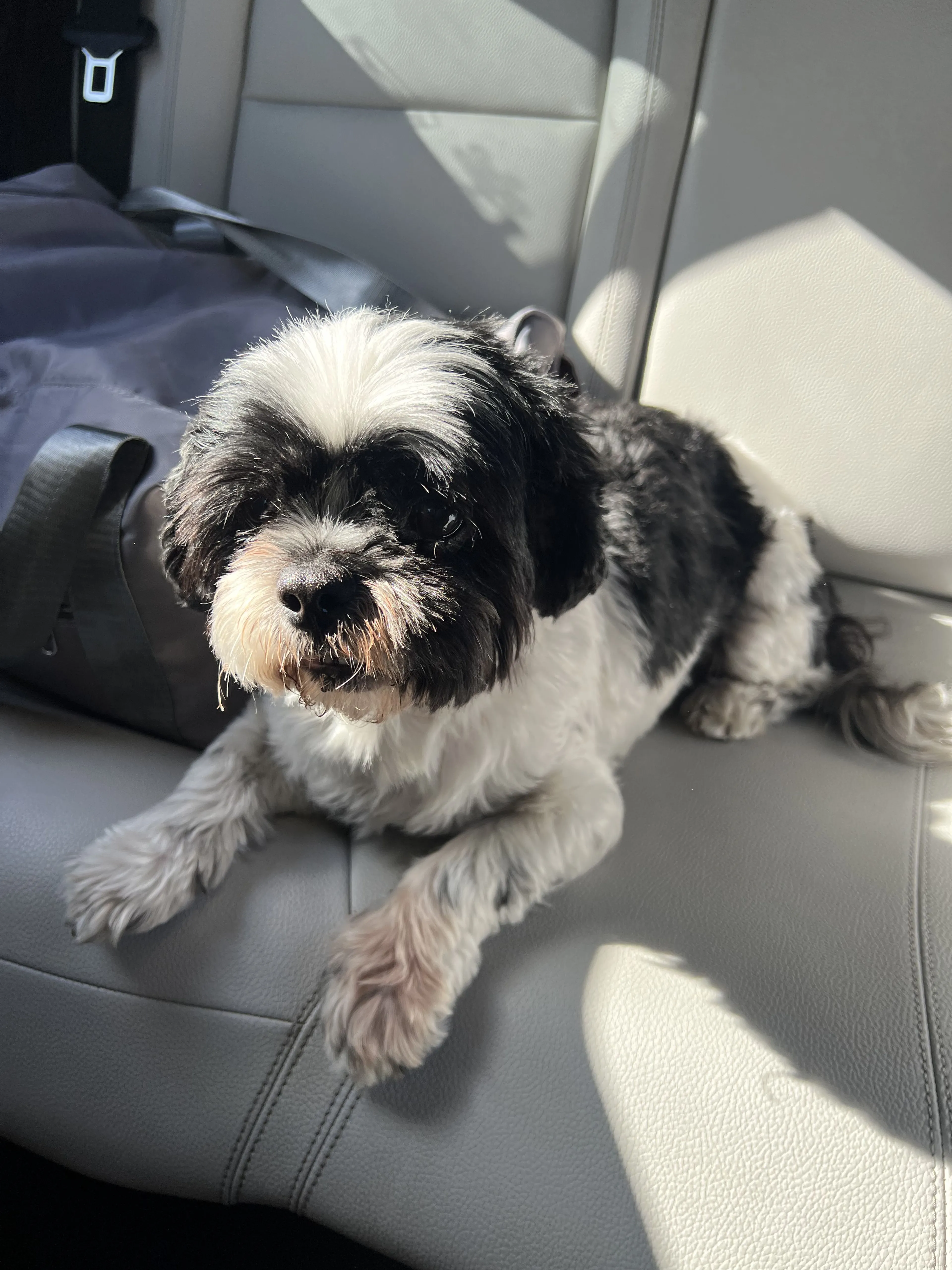 Lost pet