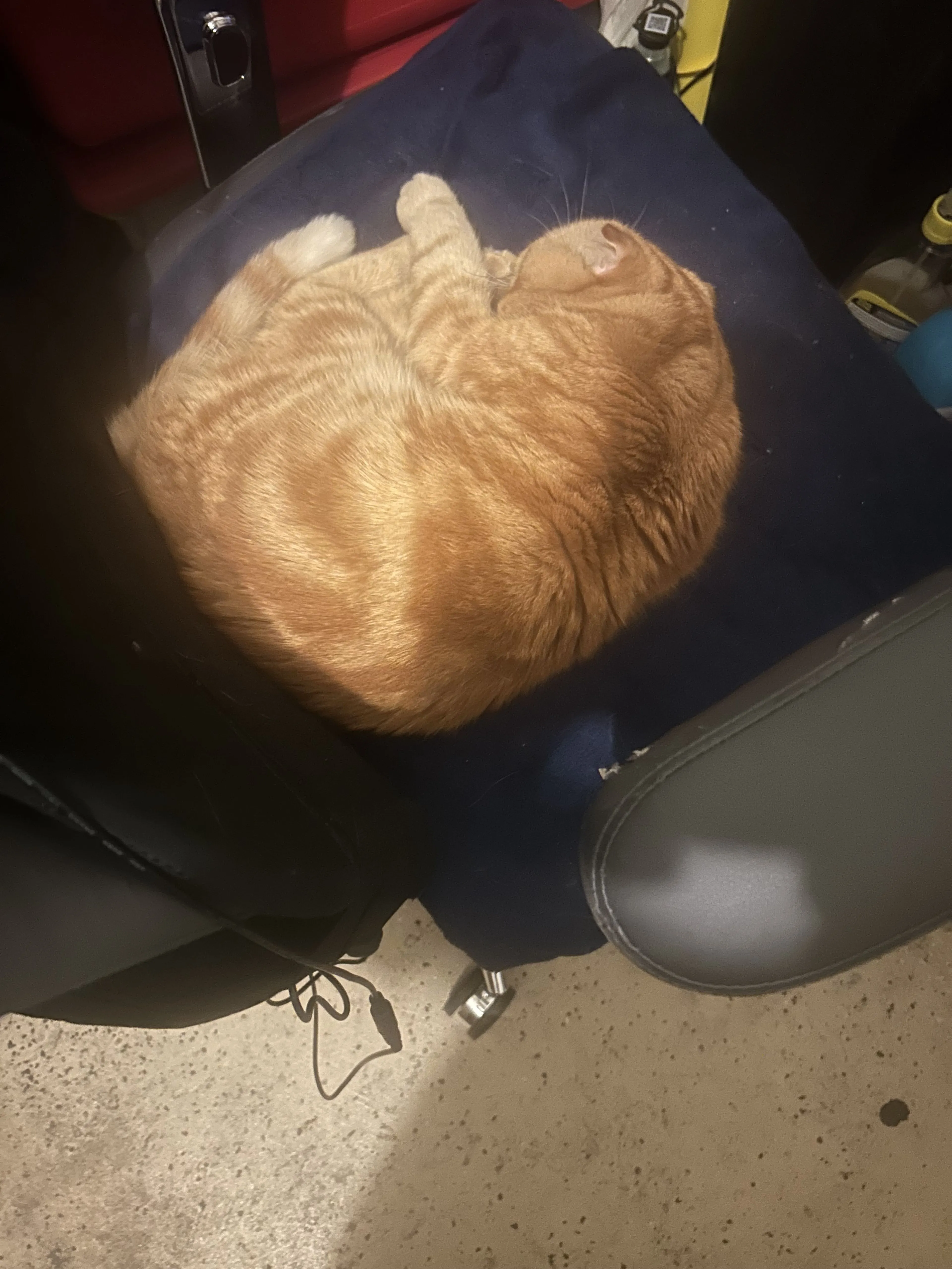 Lost pet-1