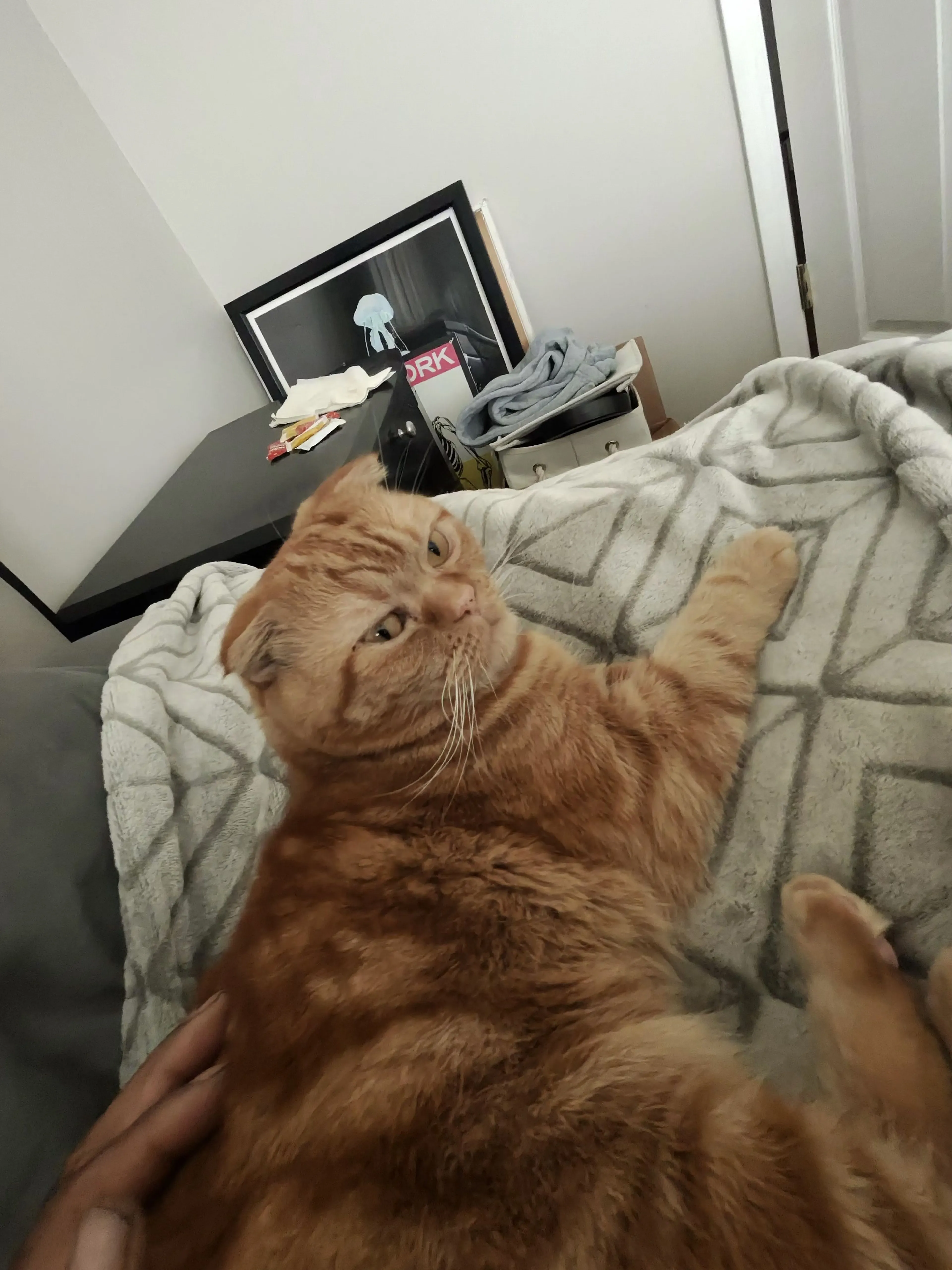 Lost pet-2