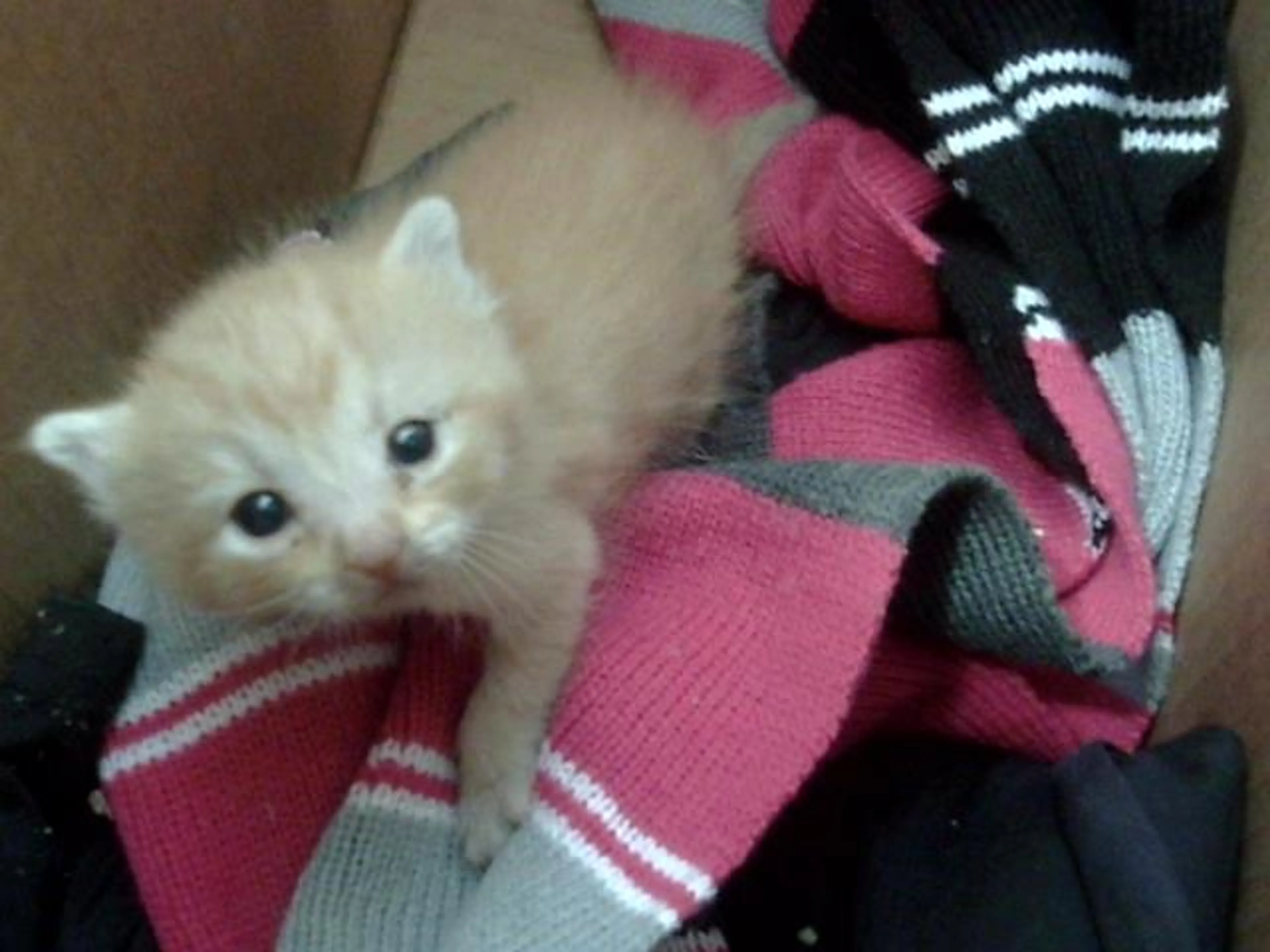 Found pet