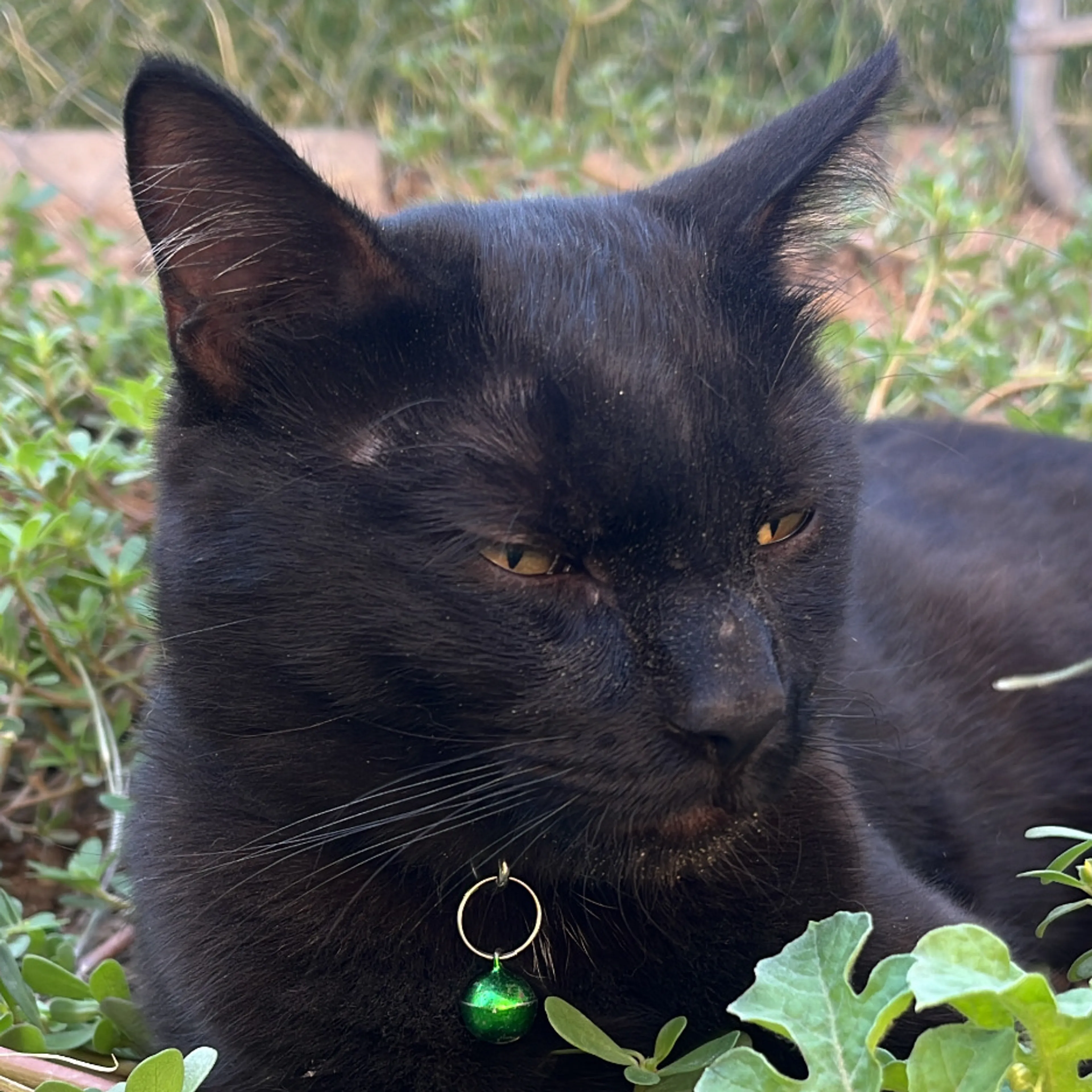 Lost pet-2