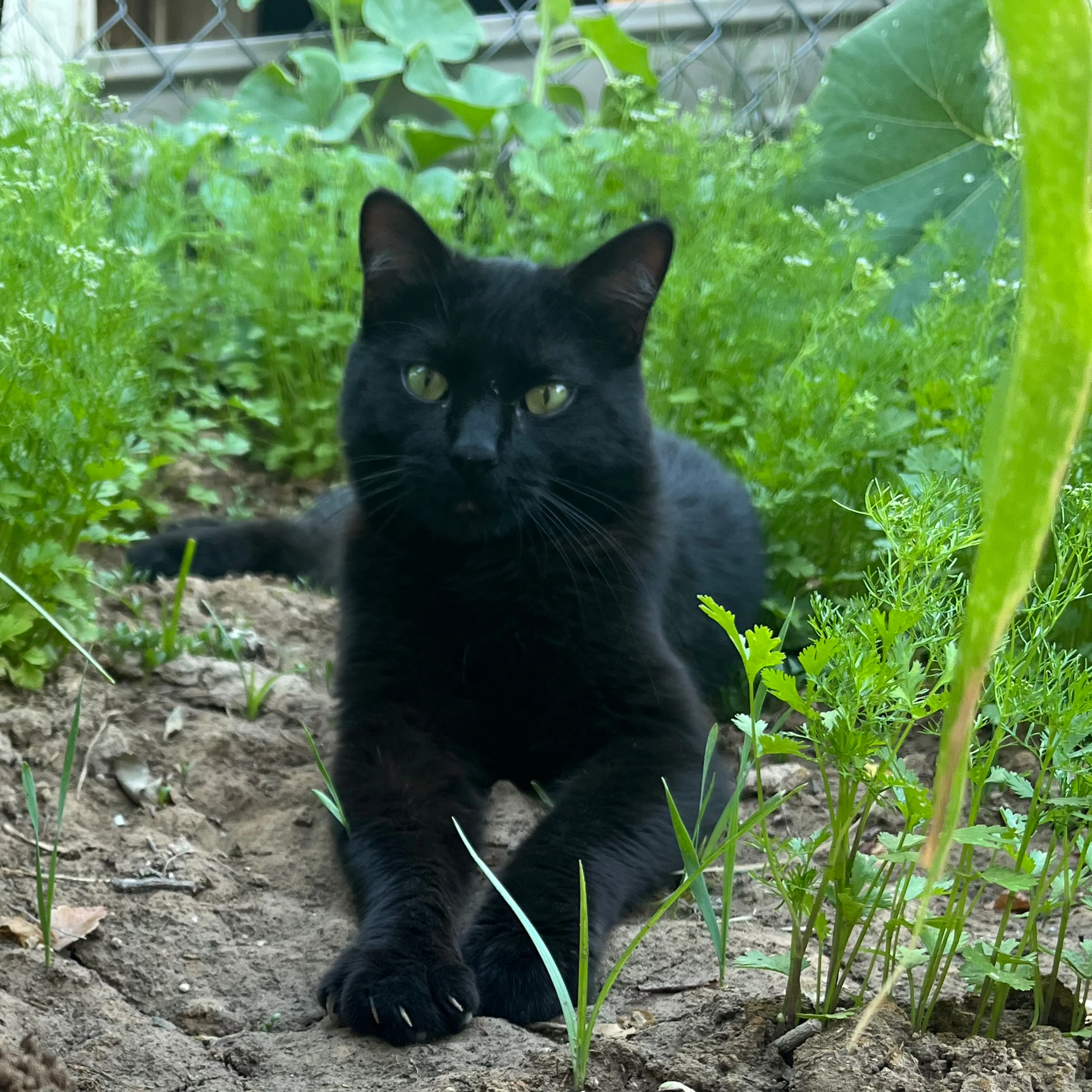 Lost pet-0