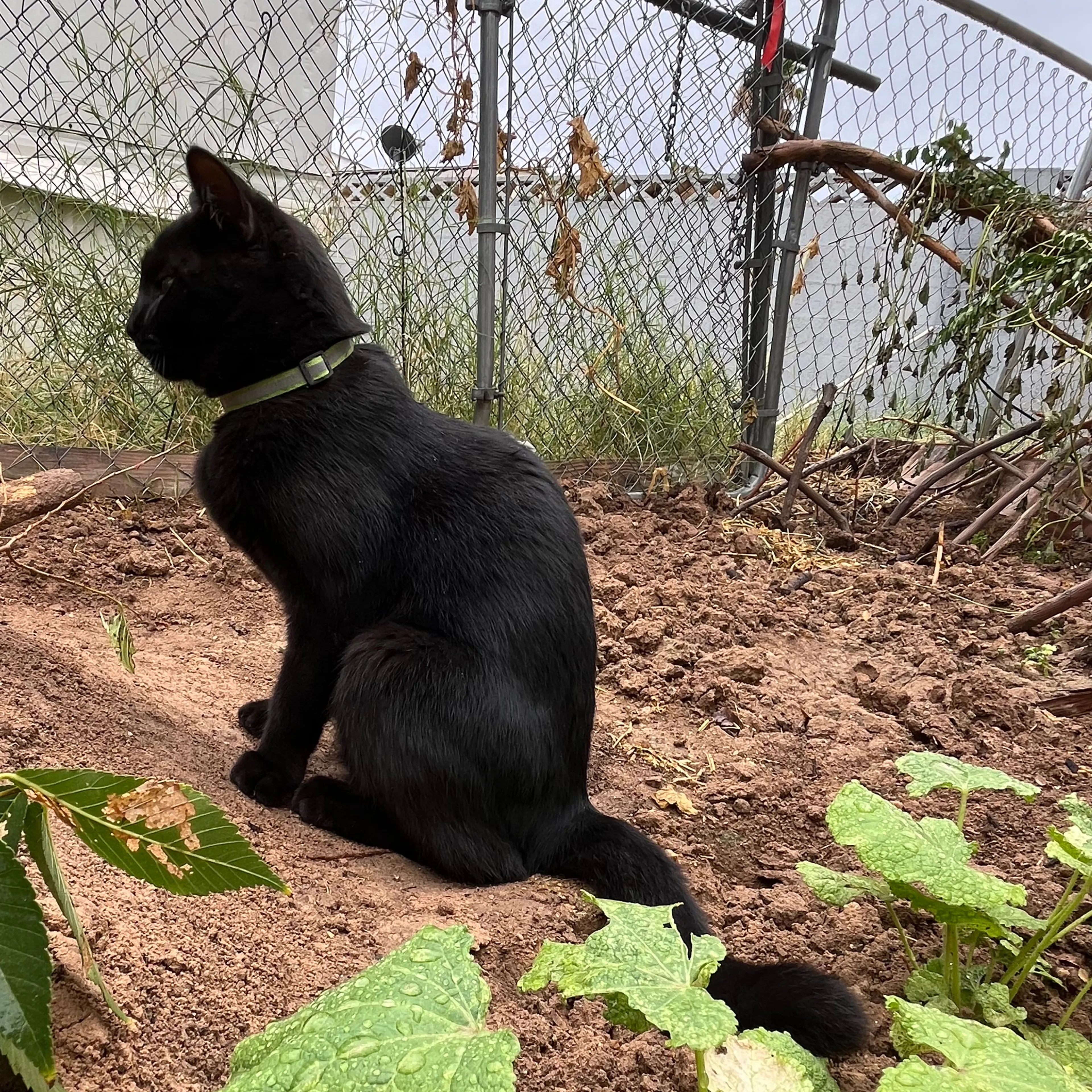 Lost pet-1