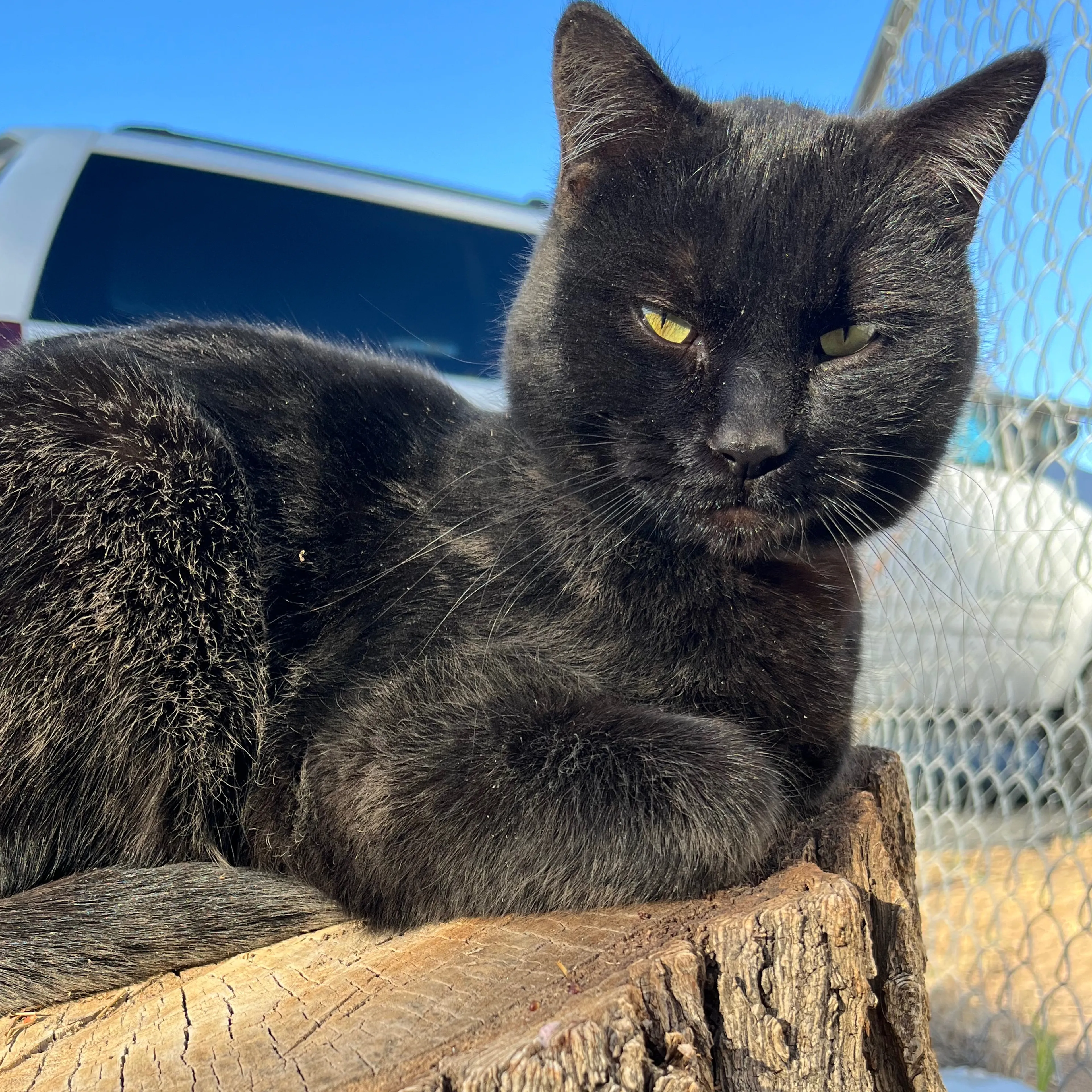 Lost pet-3