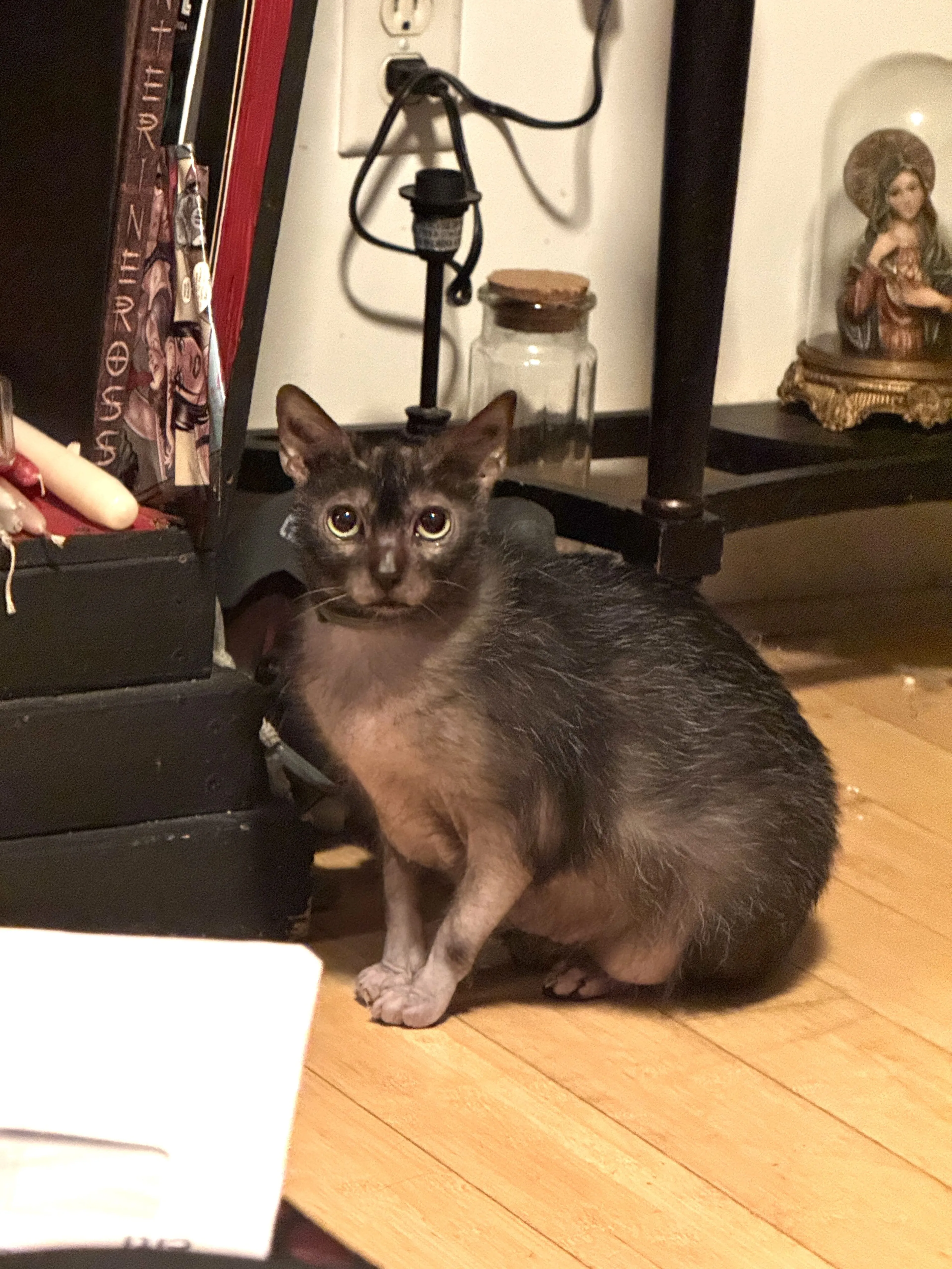 Lost pet