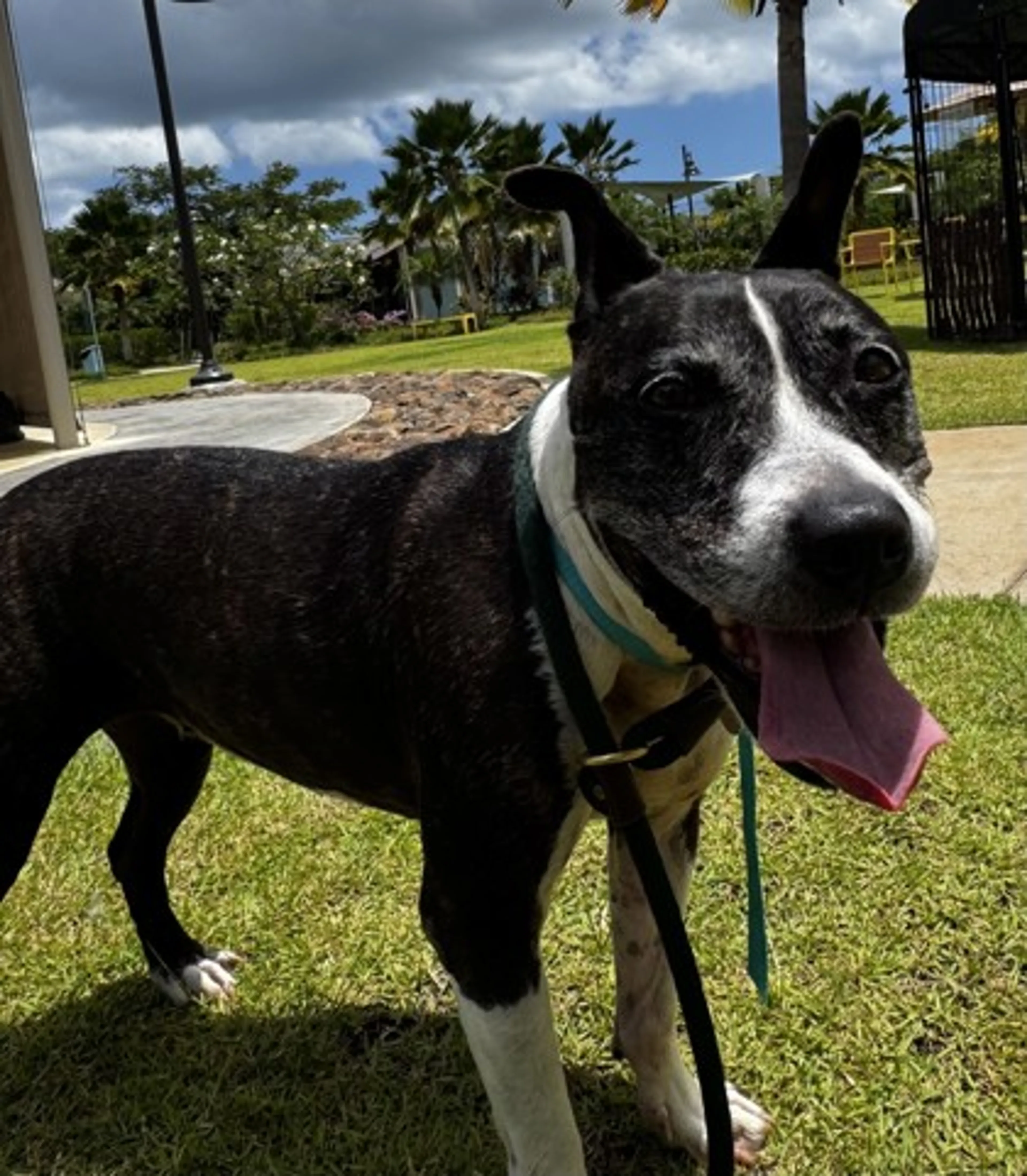 Found pet-1