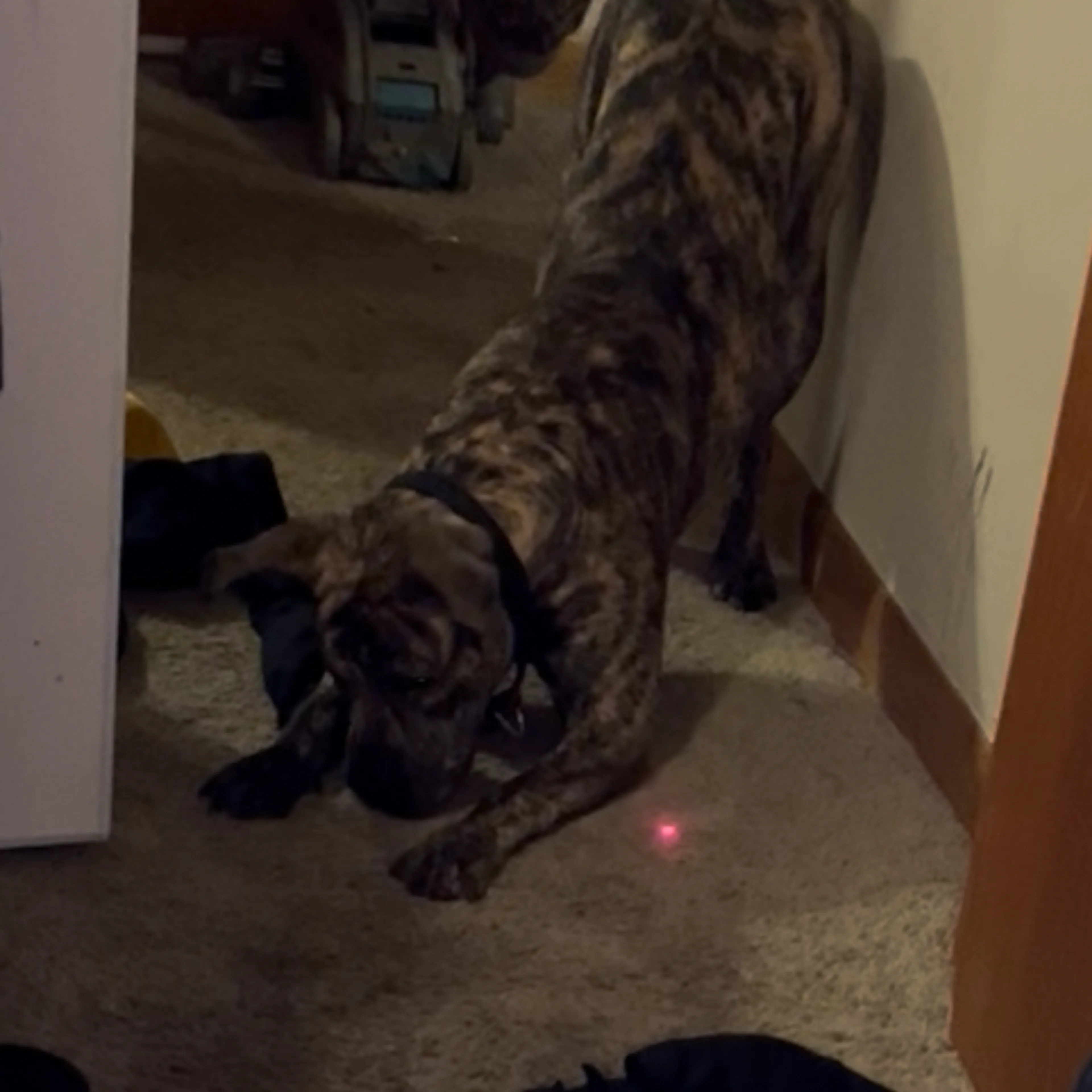 Lost pet-3