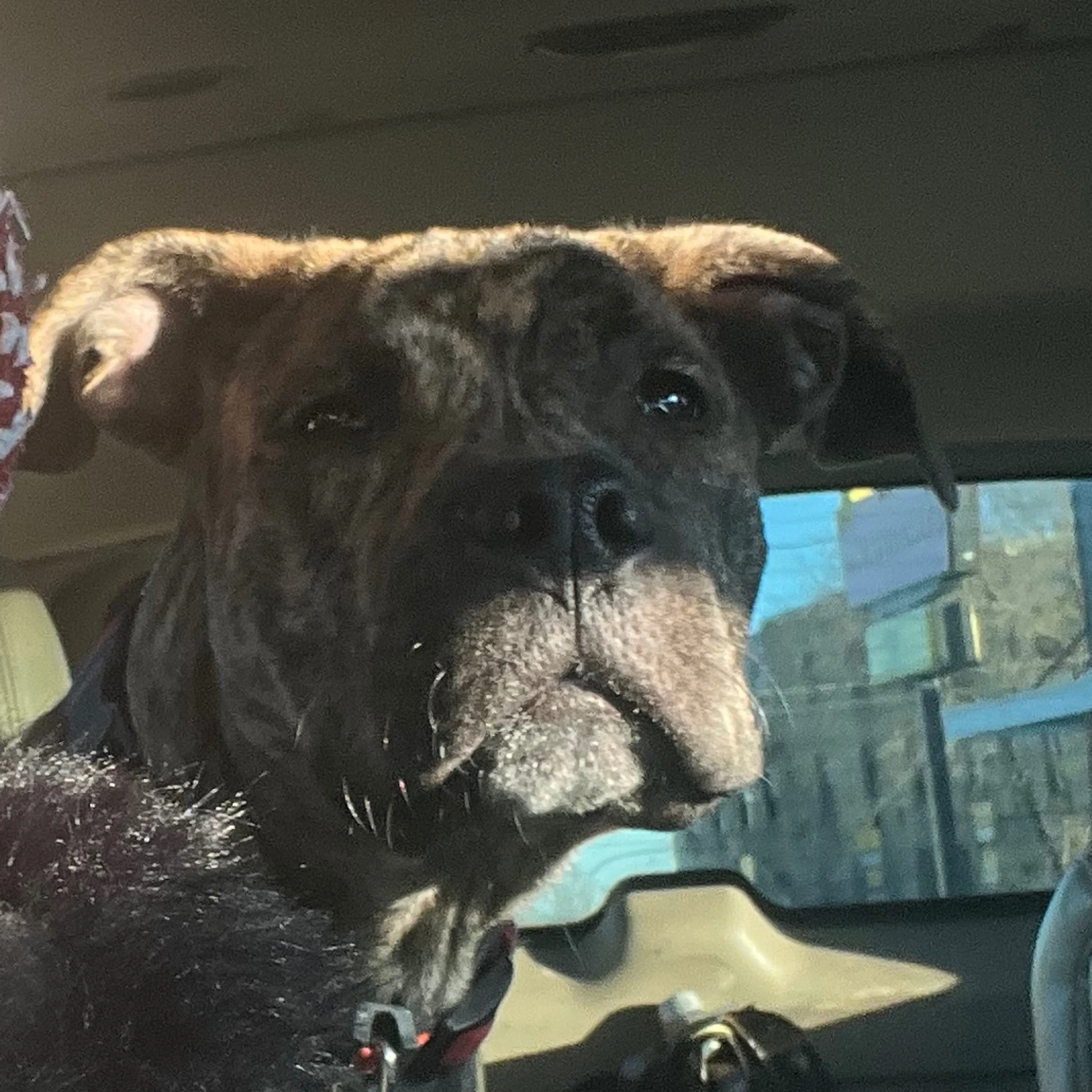 Lost pet-2