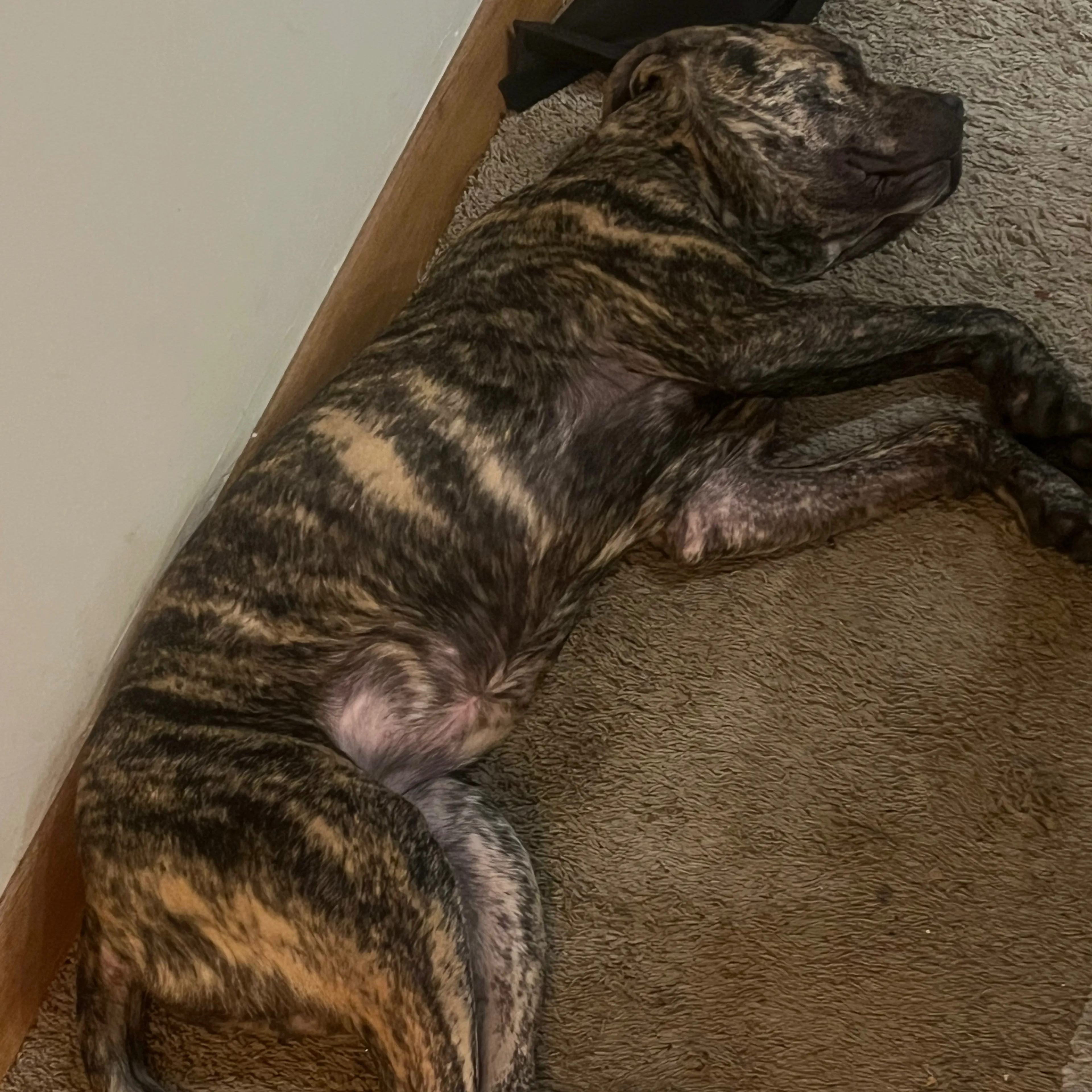 Lost pet-1