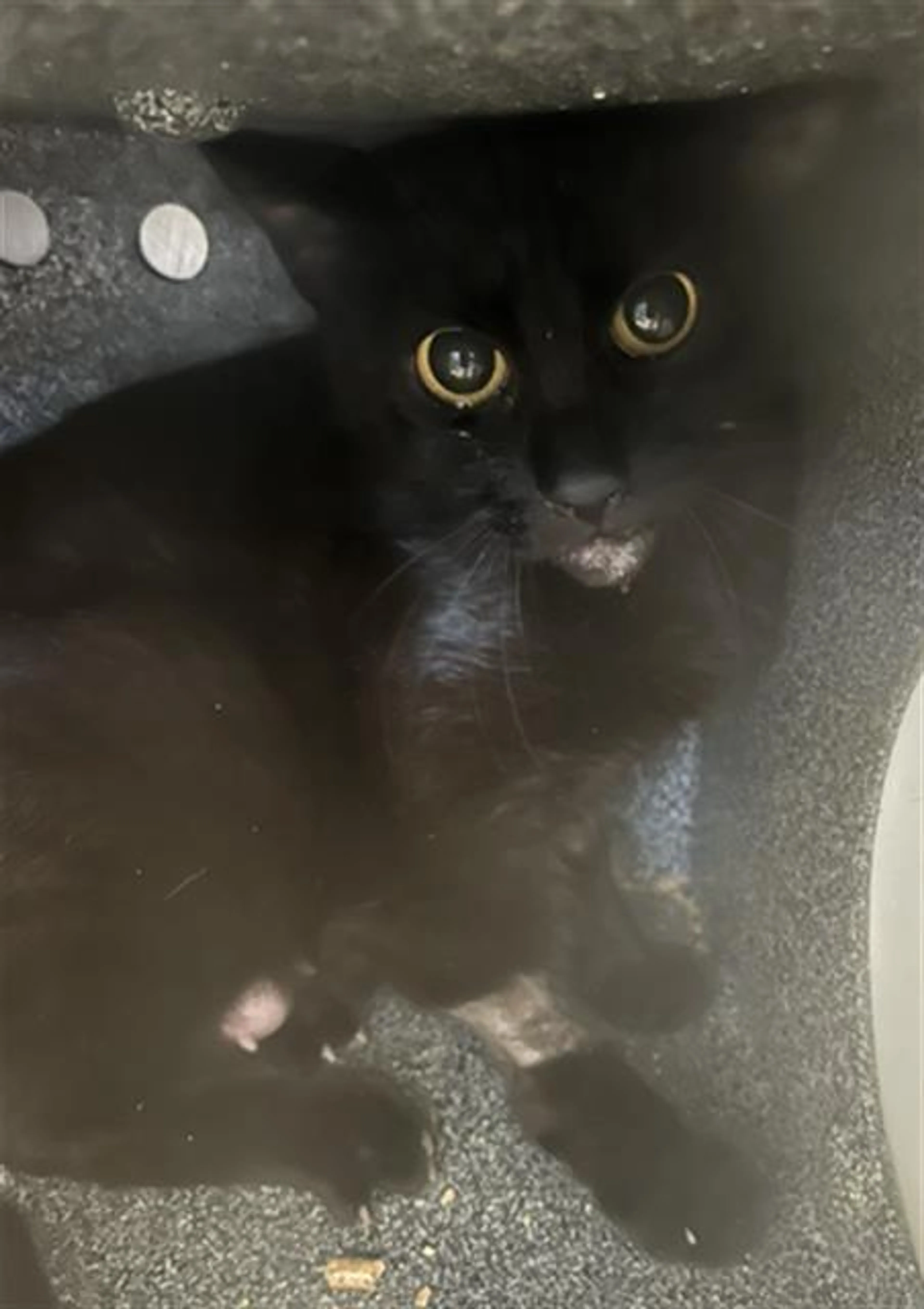 Found pet