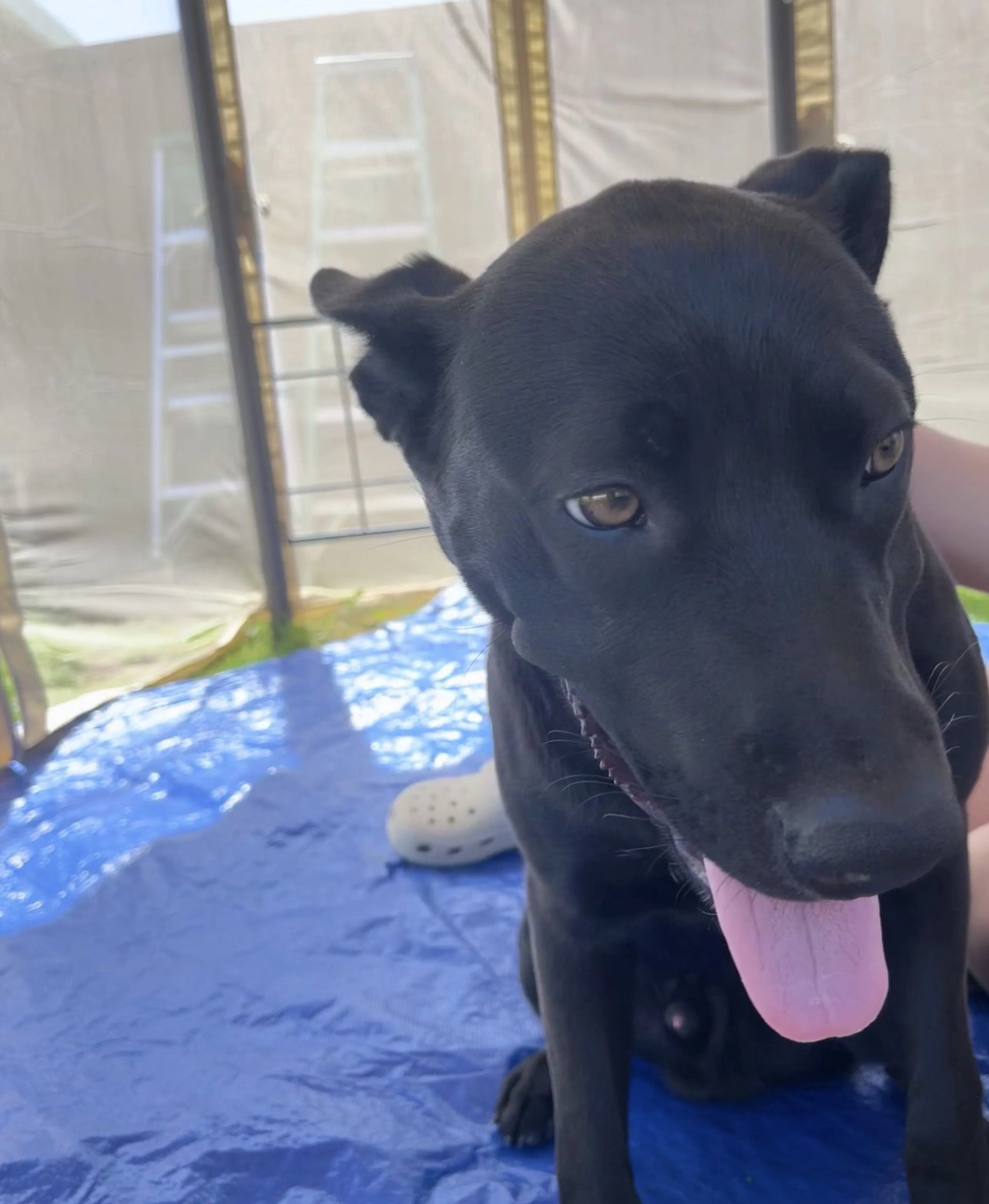 Lost pet-2