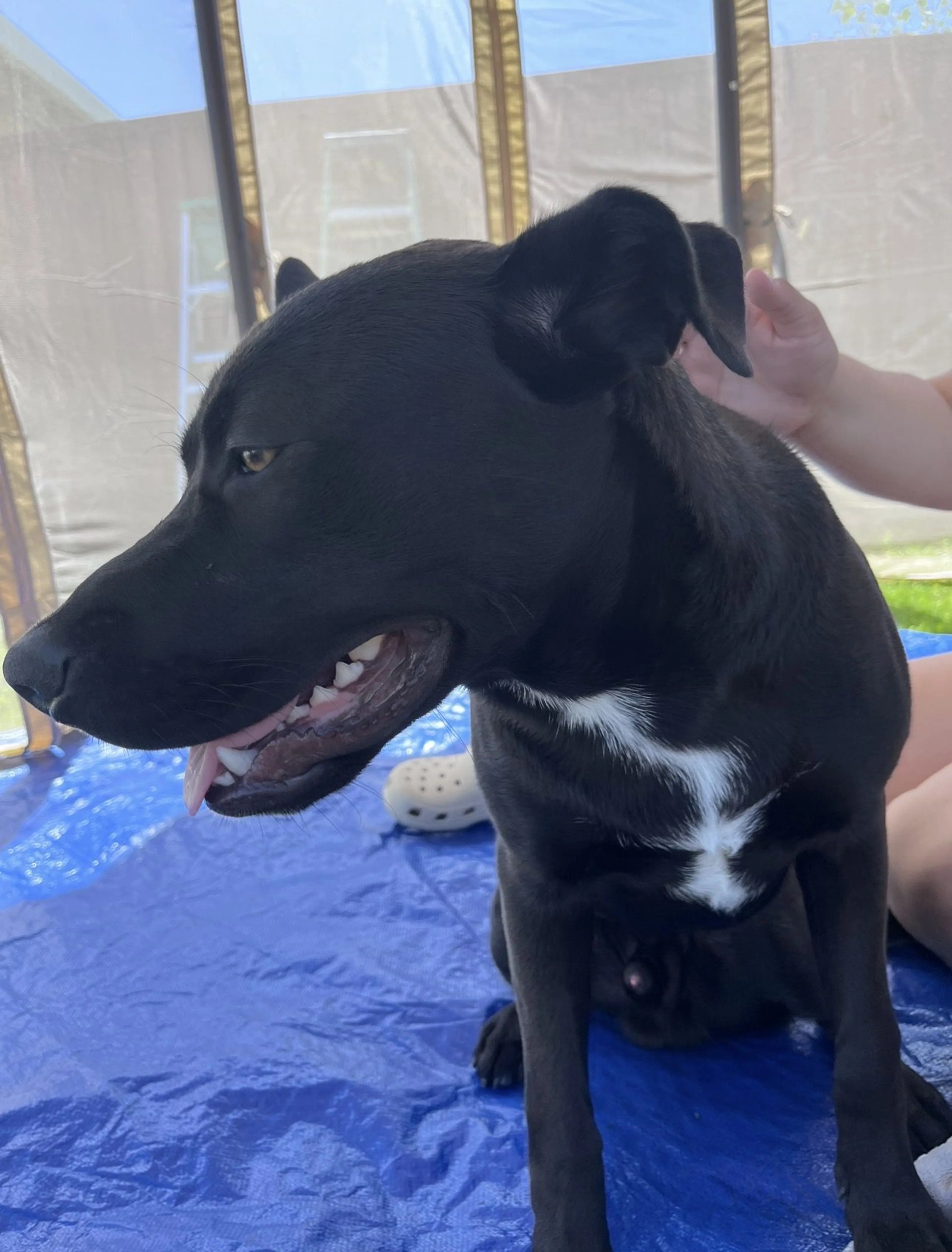 Lost pet-1