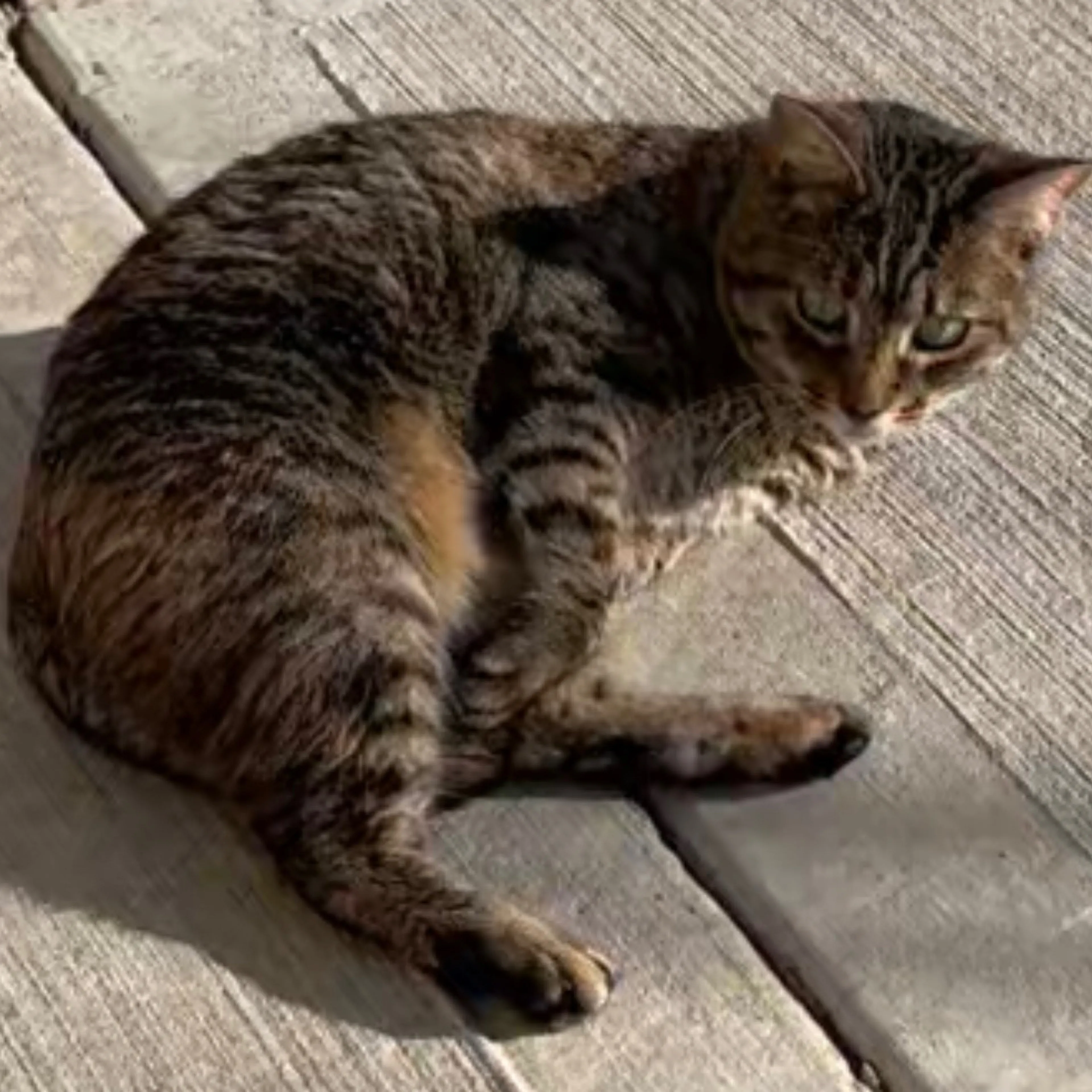 Lost pet-1