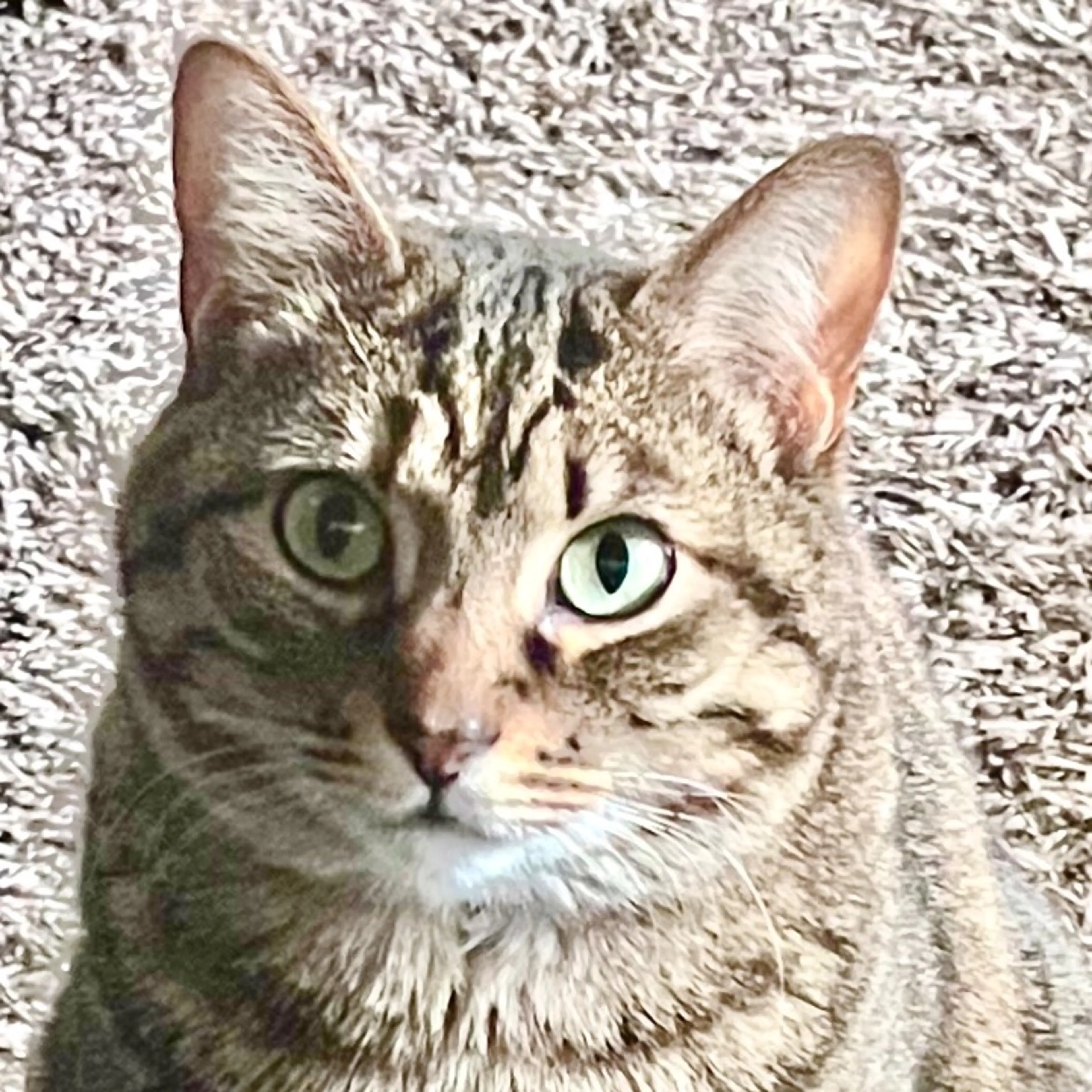 Lost pet-0
