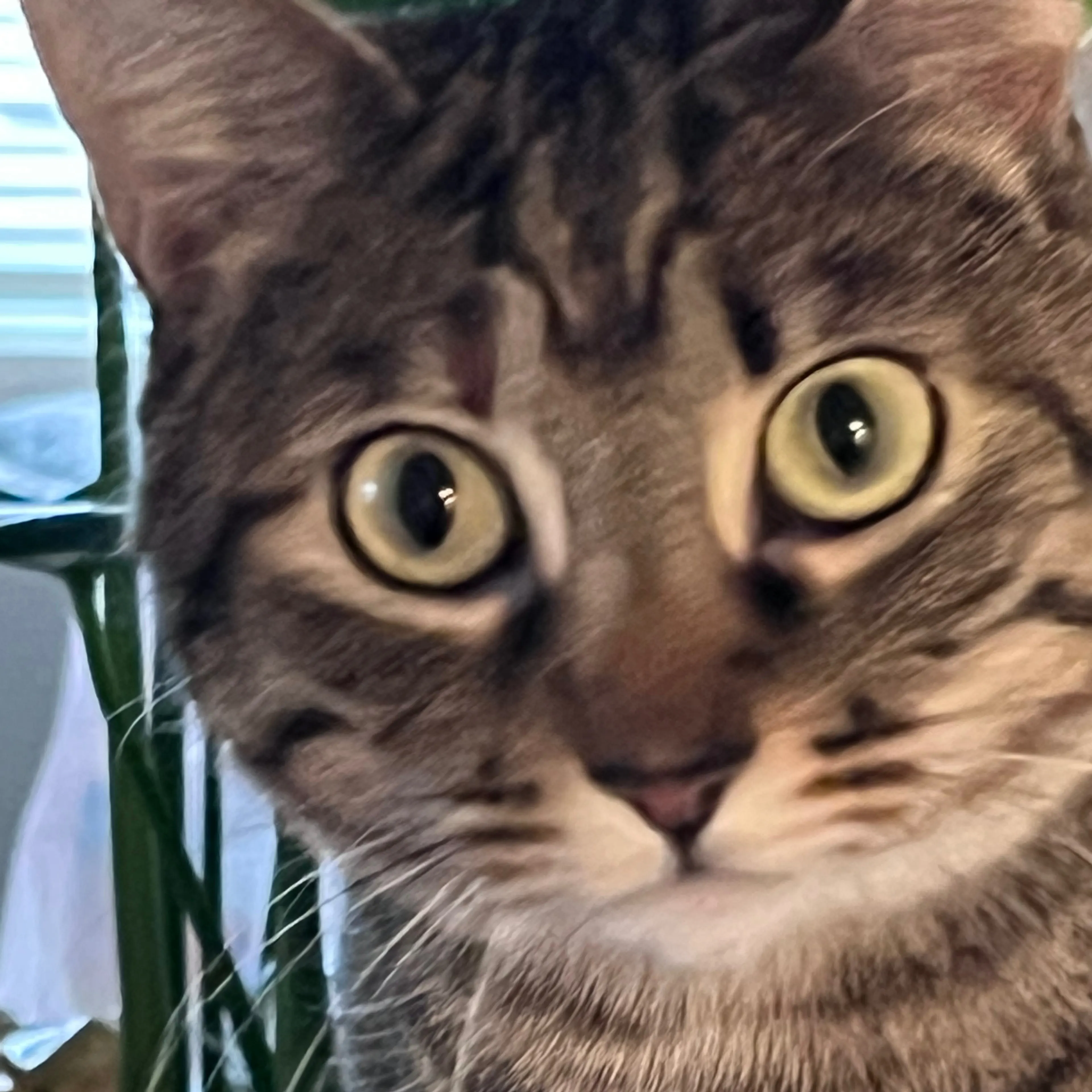 Lost pet-2