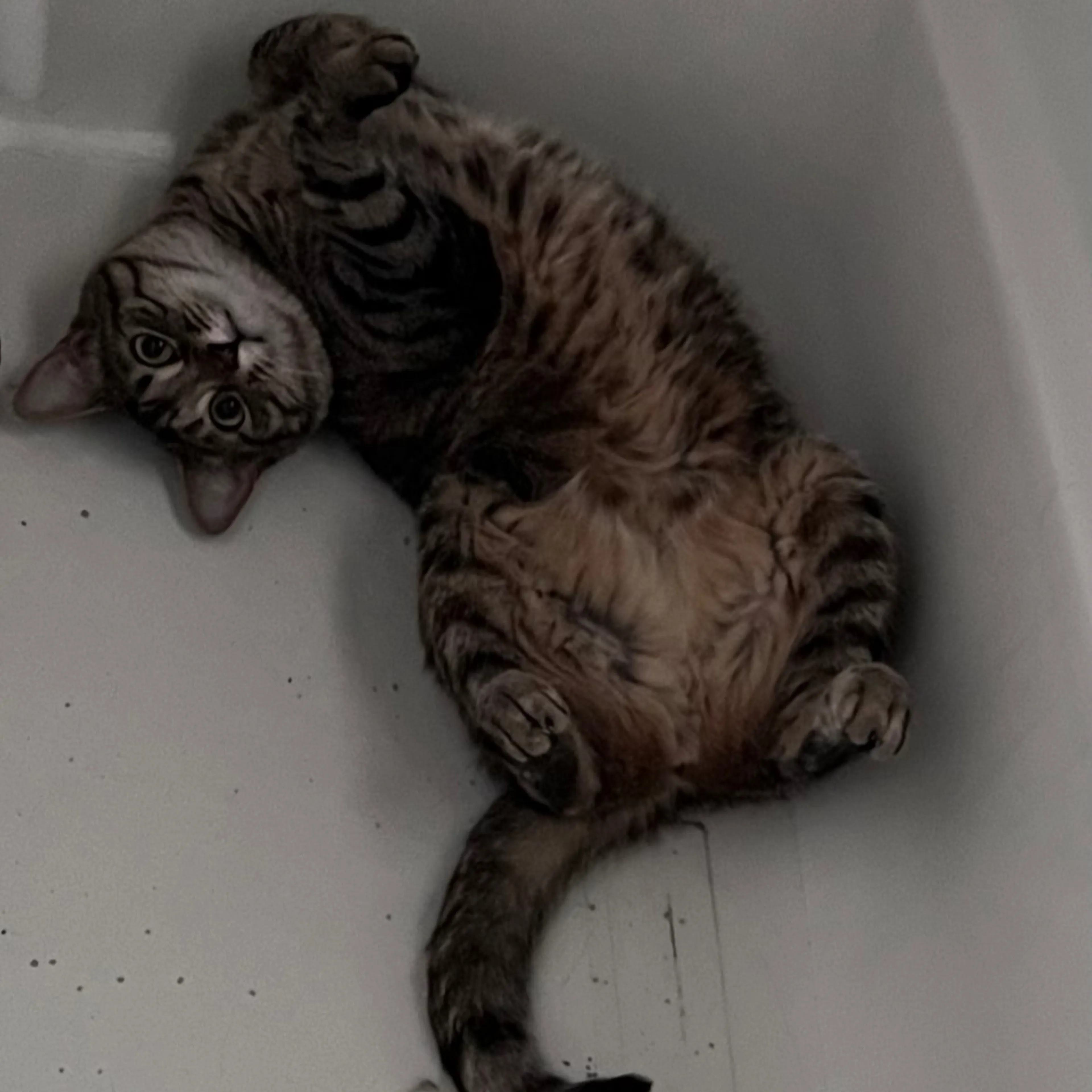 Lost pet-3