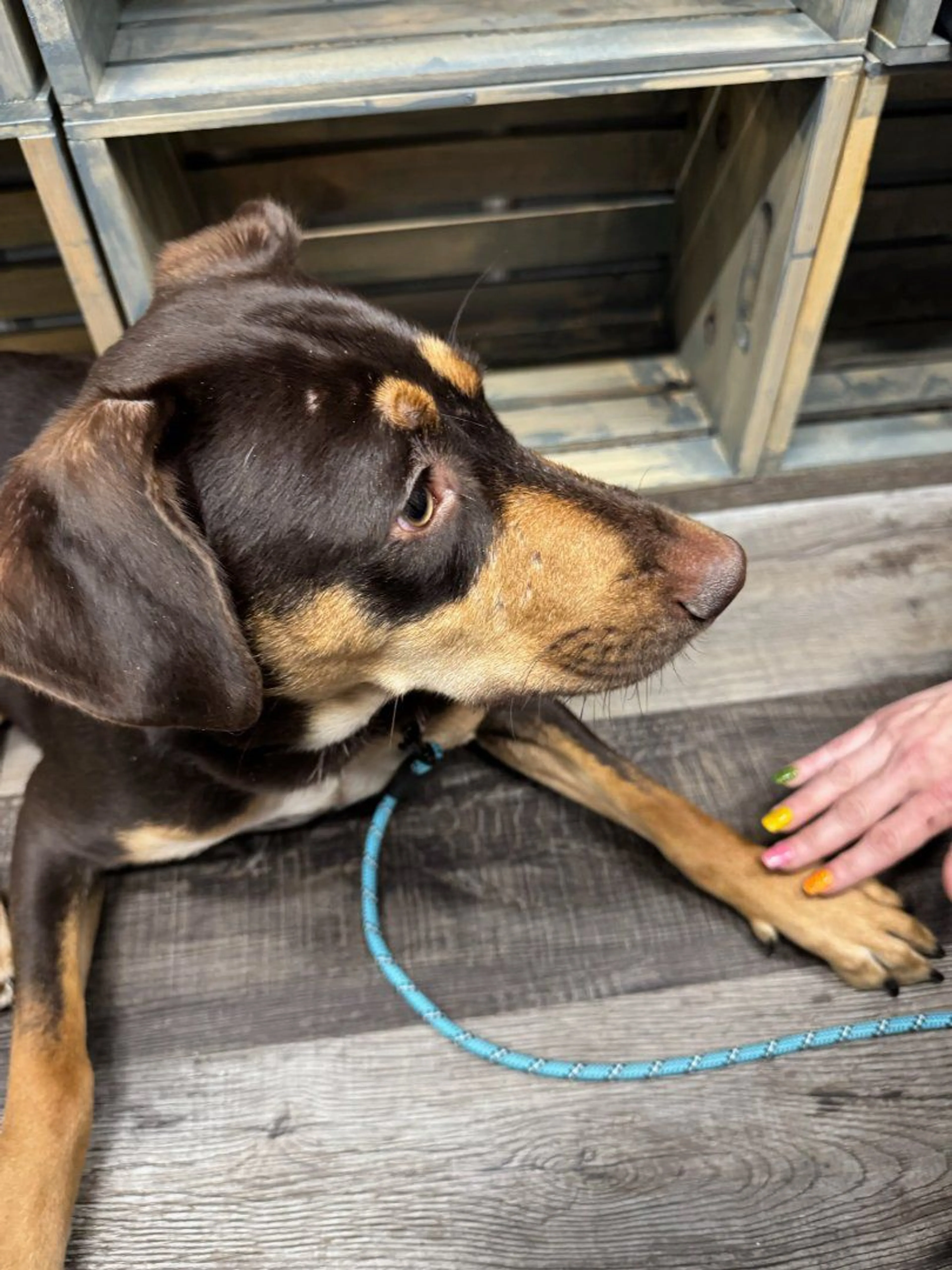 Lost pet-3