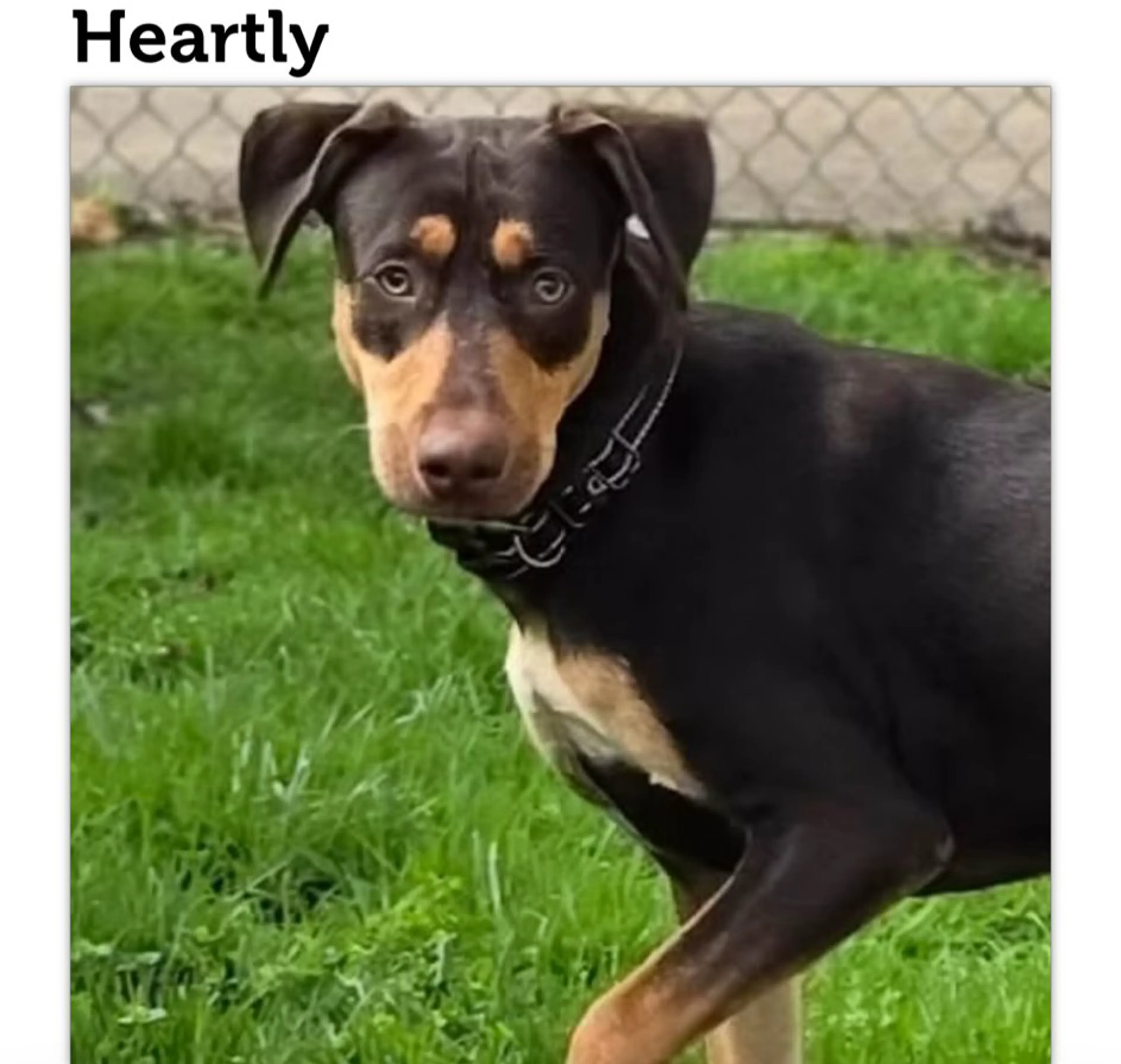 Lost pet-1