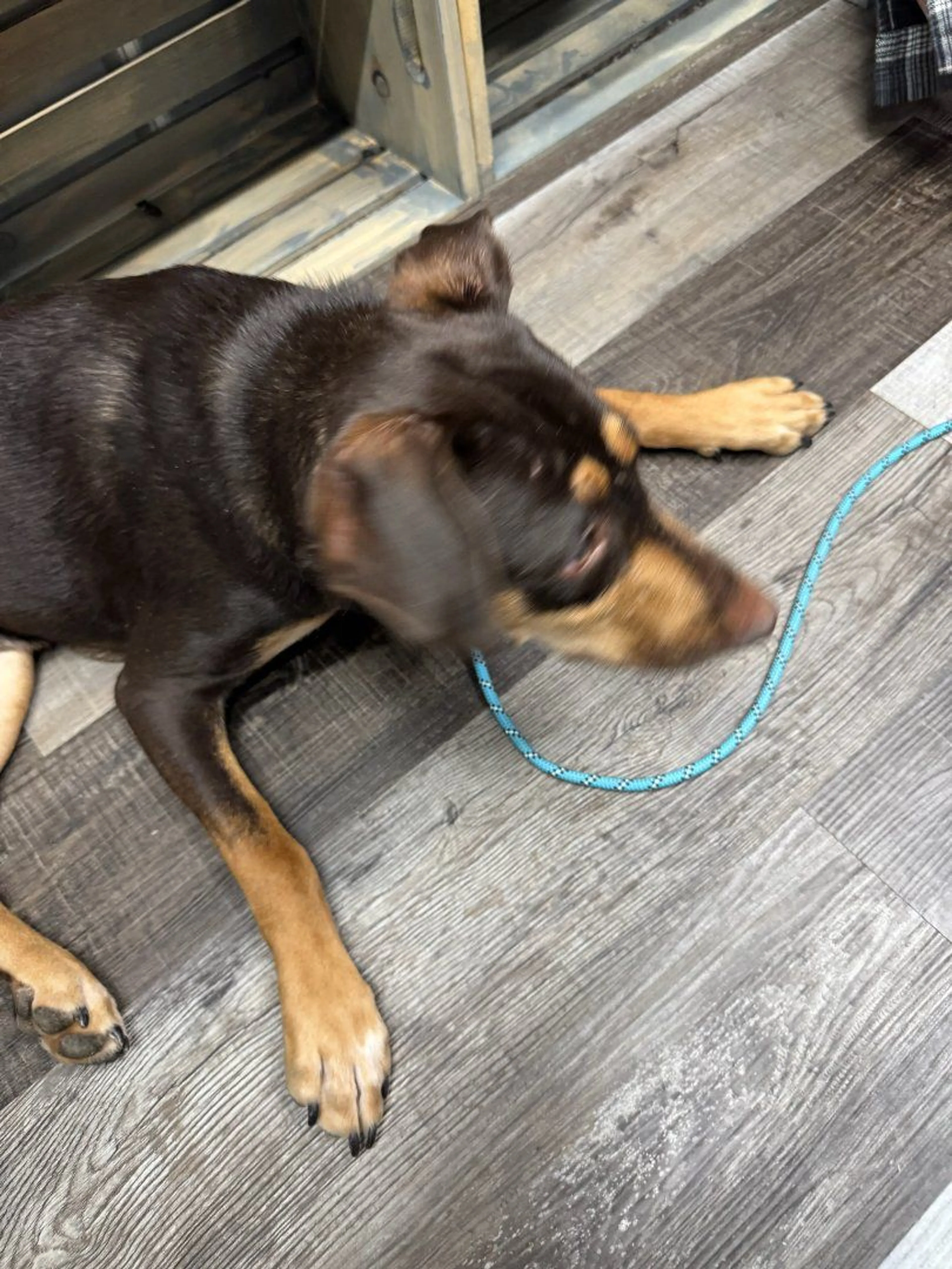Lost pet-2