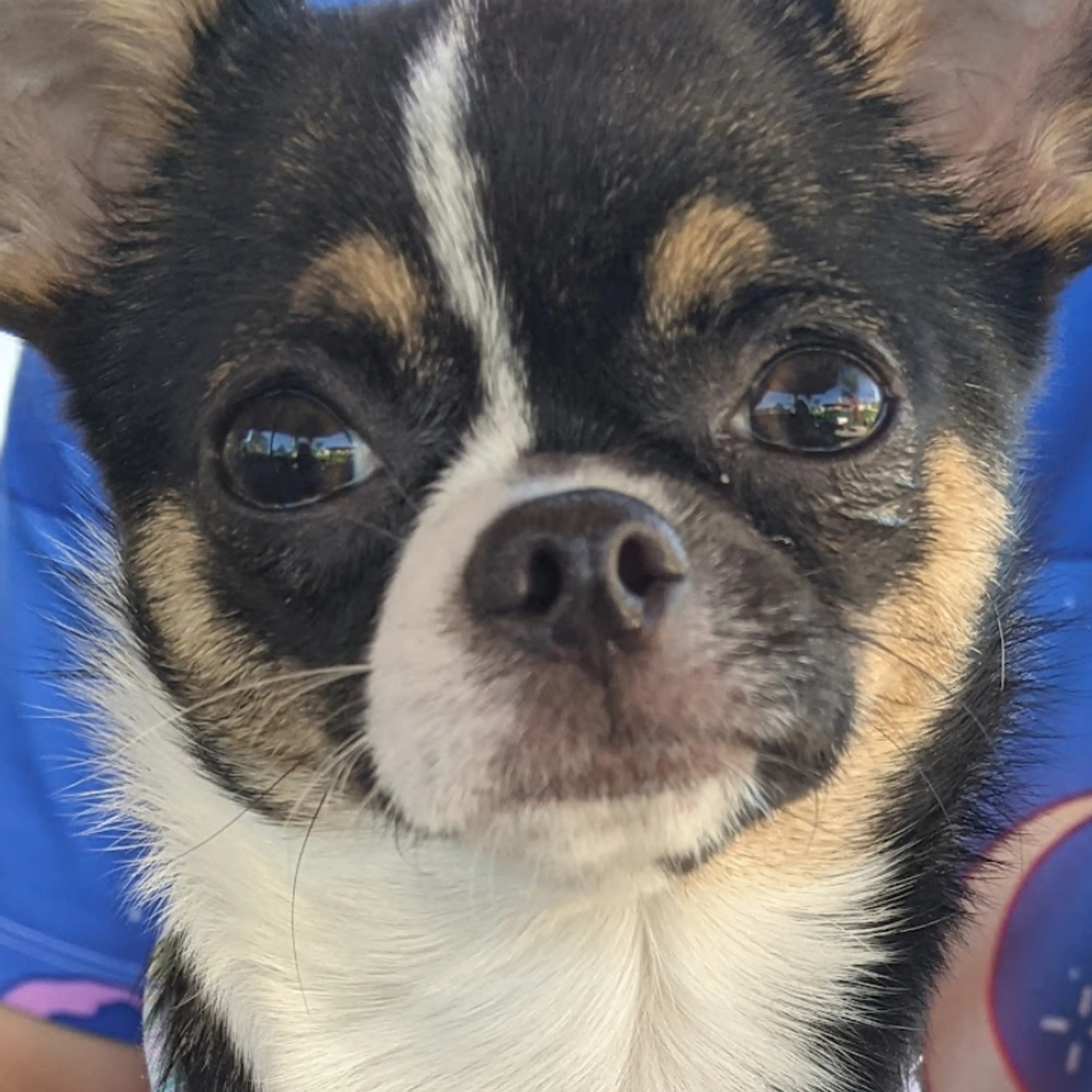 Lost pet-2