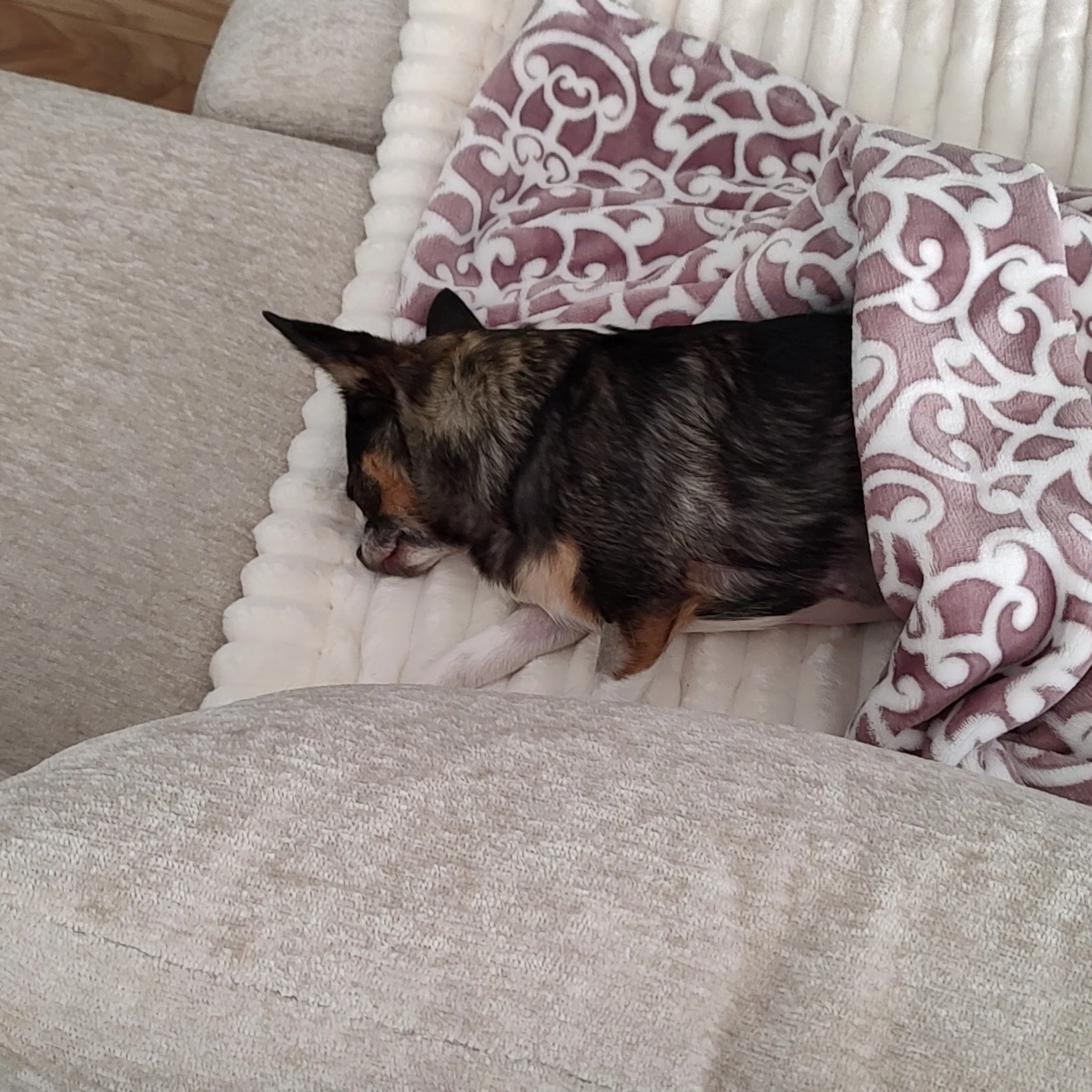Lost pet-1