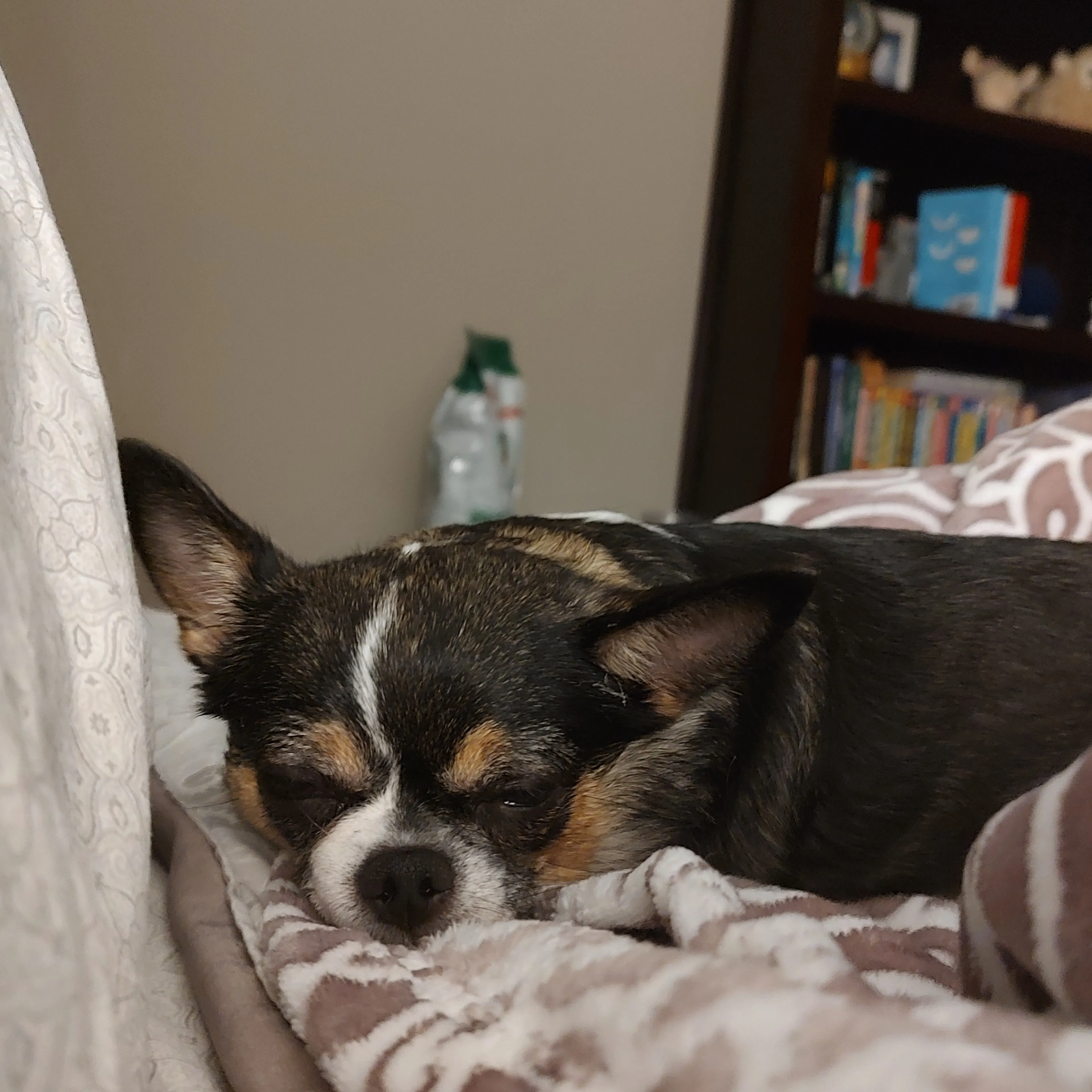 Lost pet-3