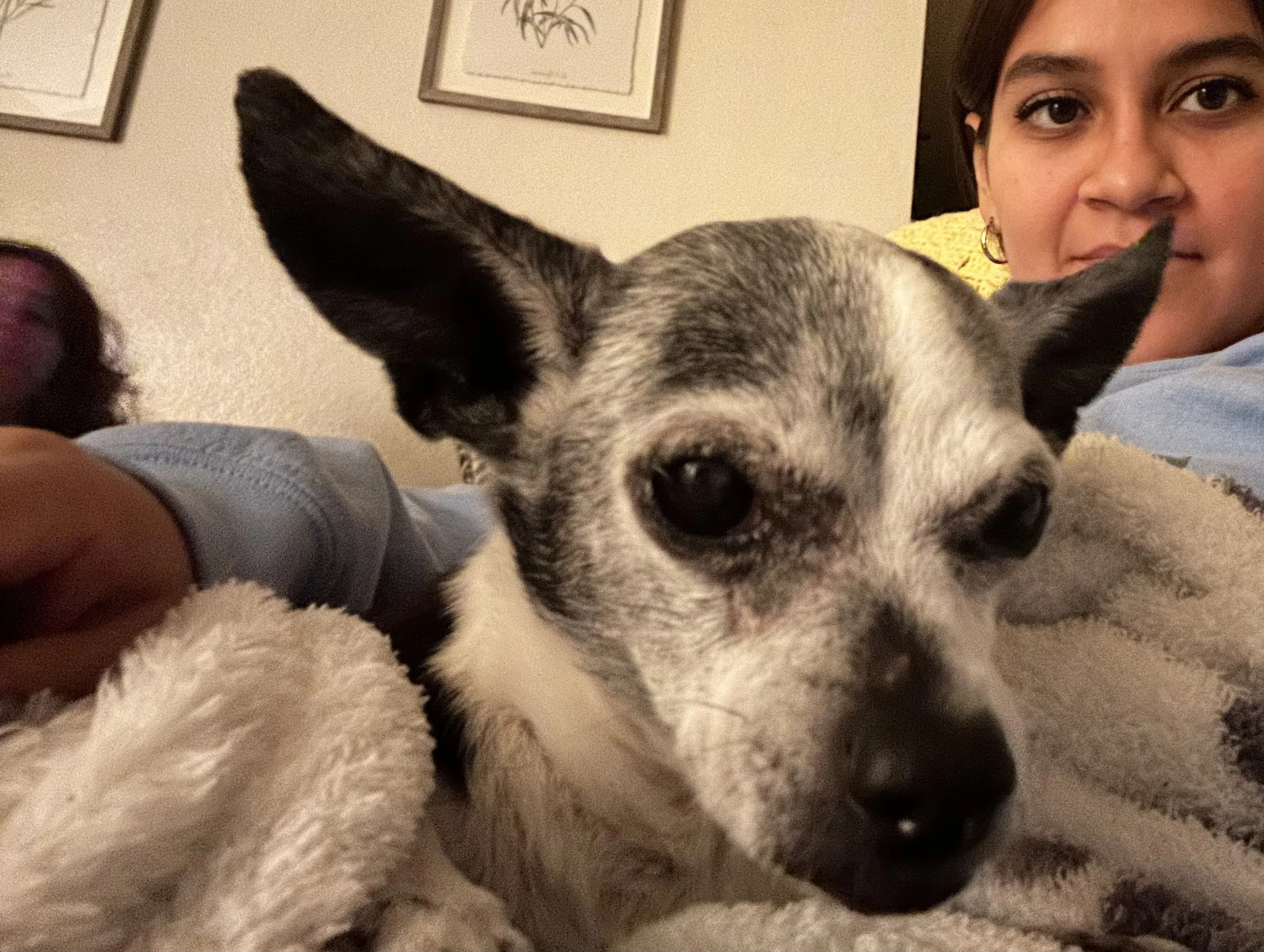 Lost pet