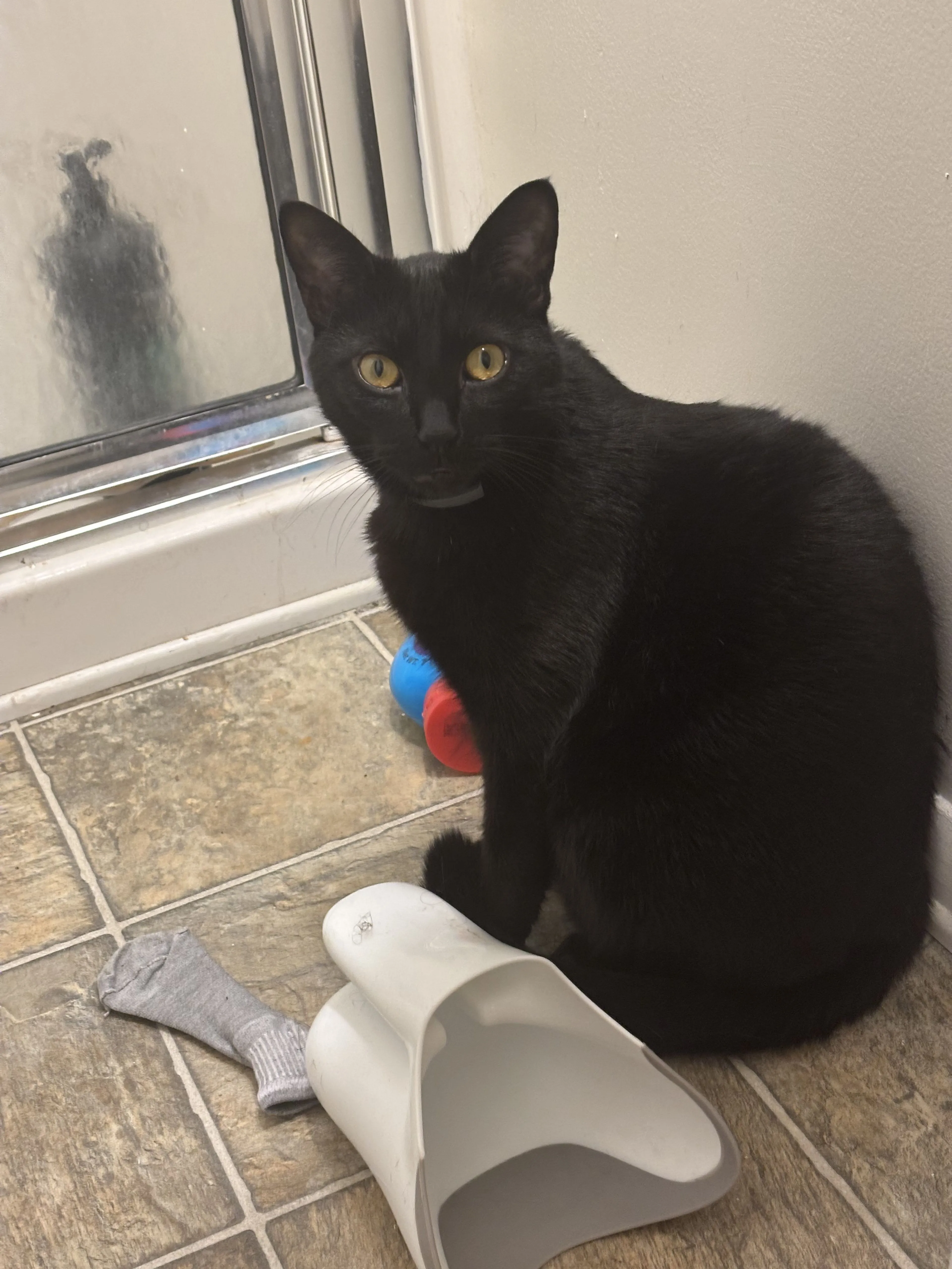 Lost pet