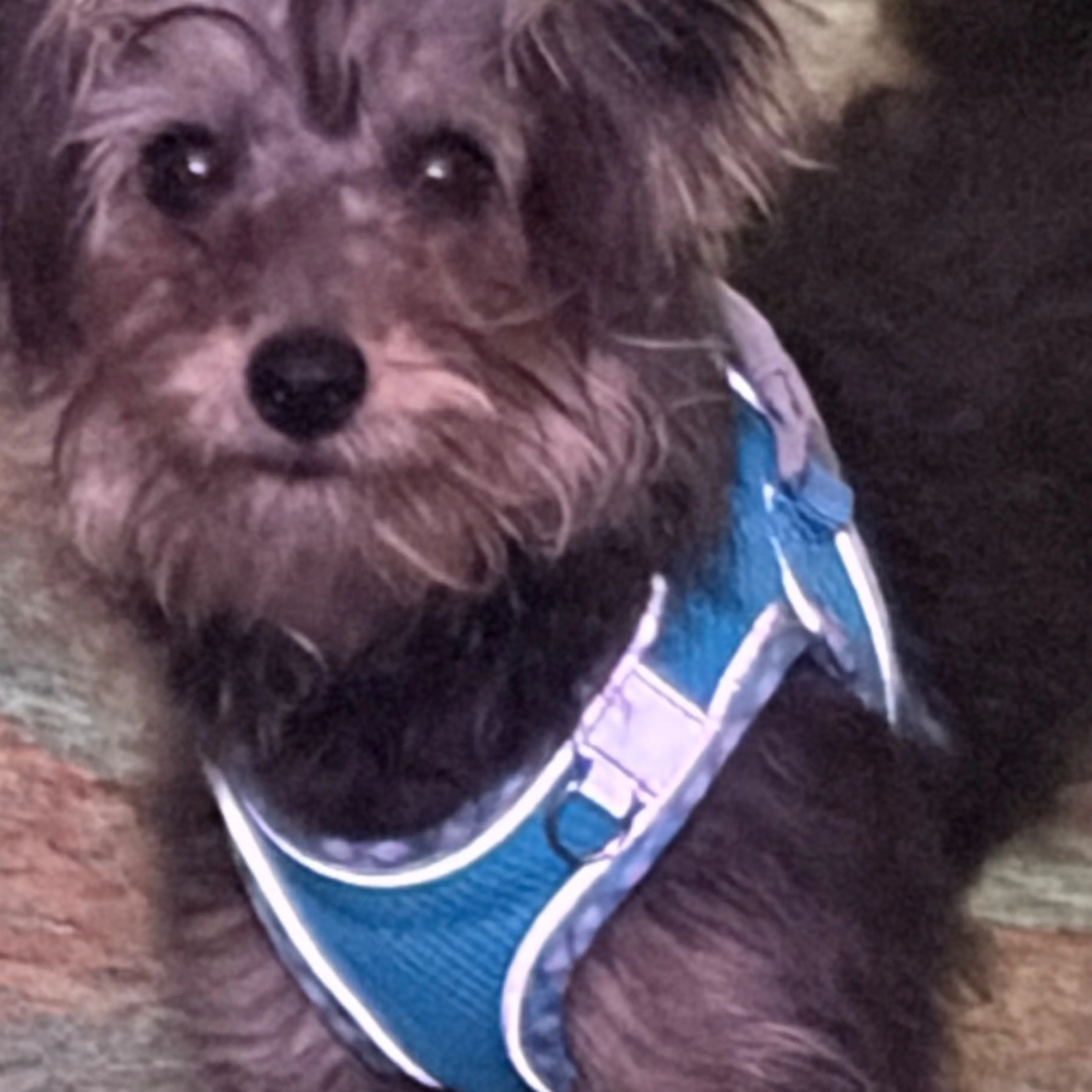 Lost pet