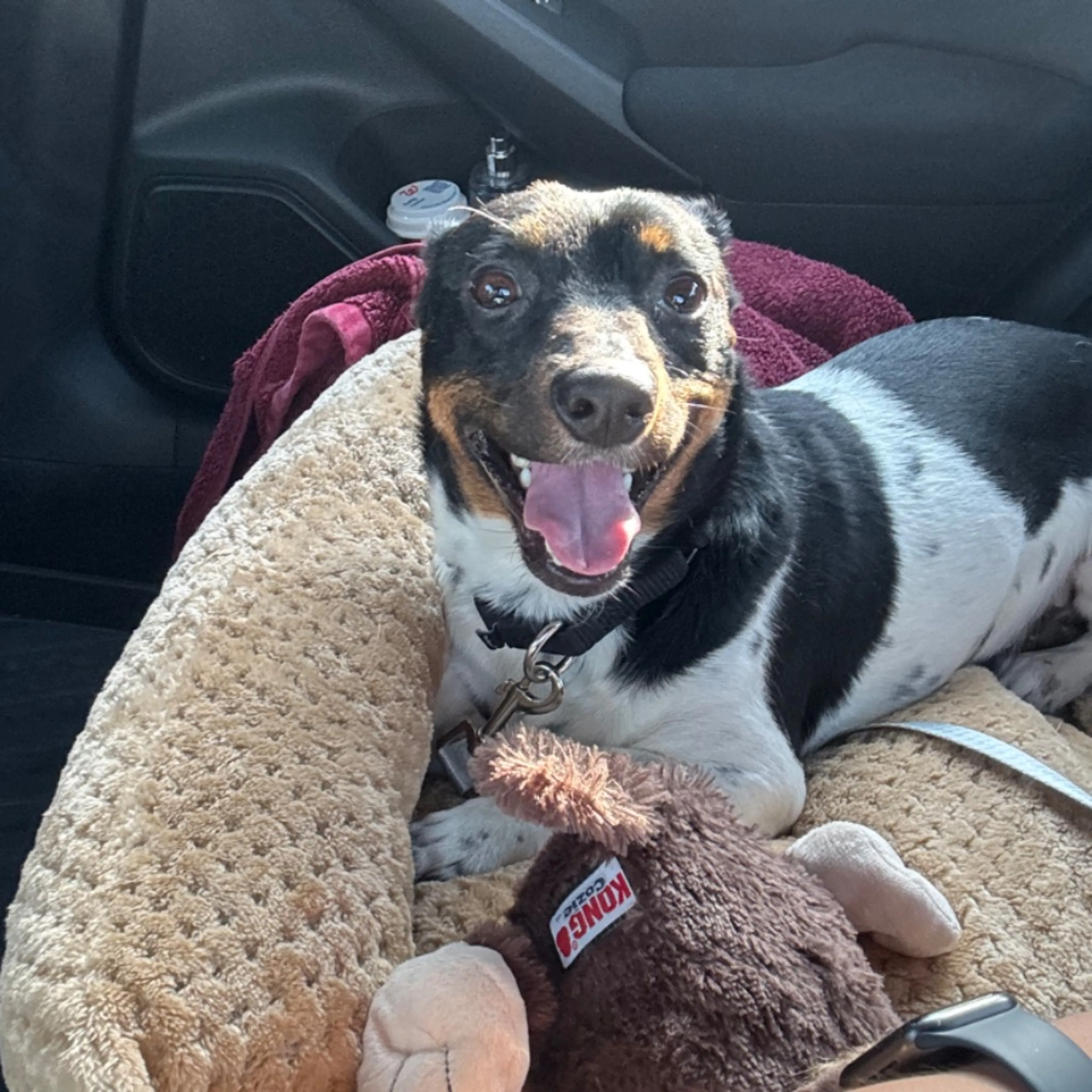 Lost pet