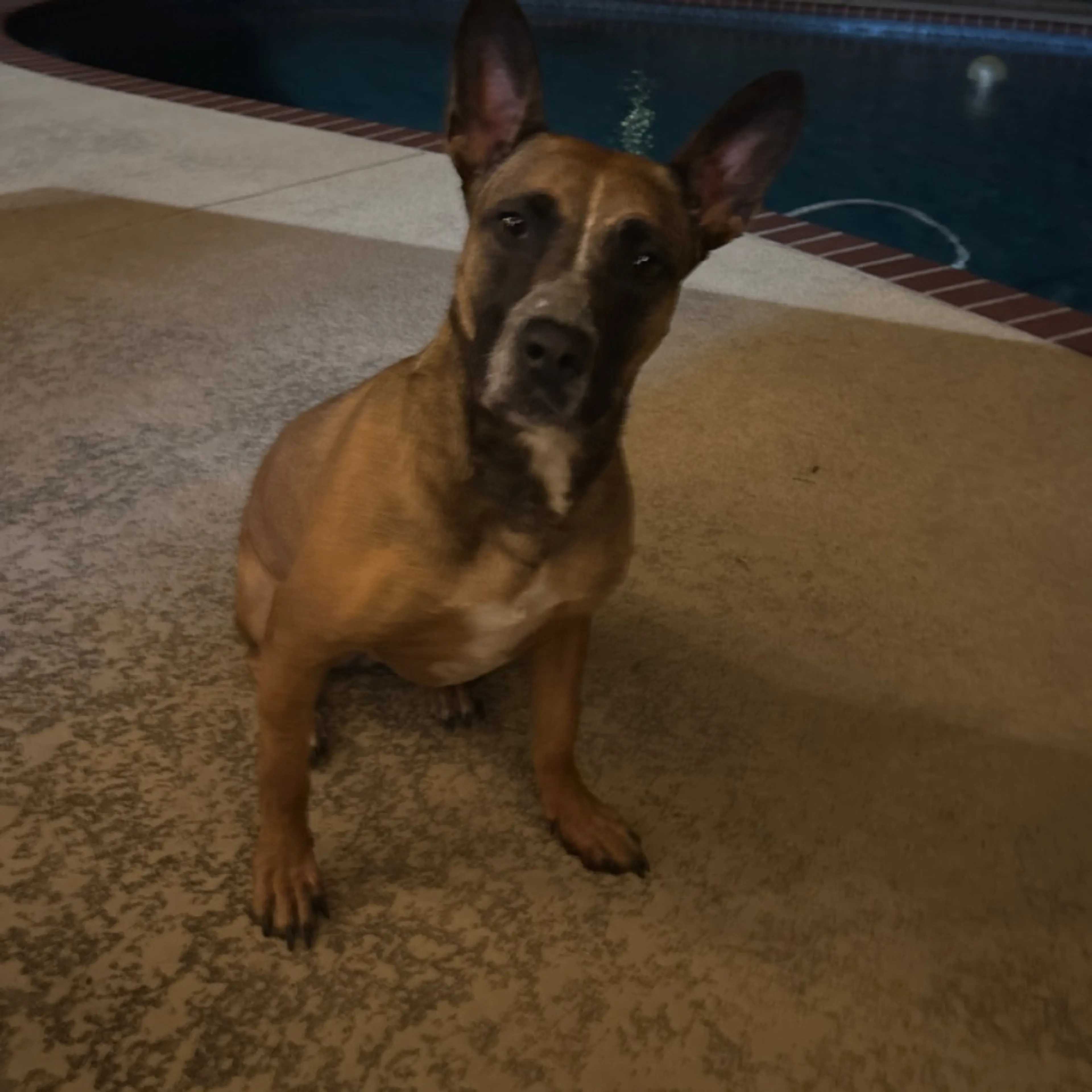 Found pet