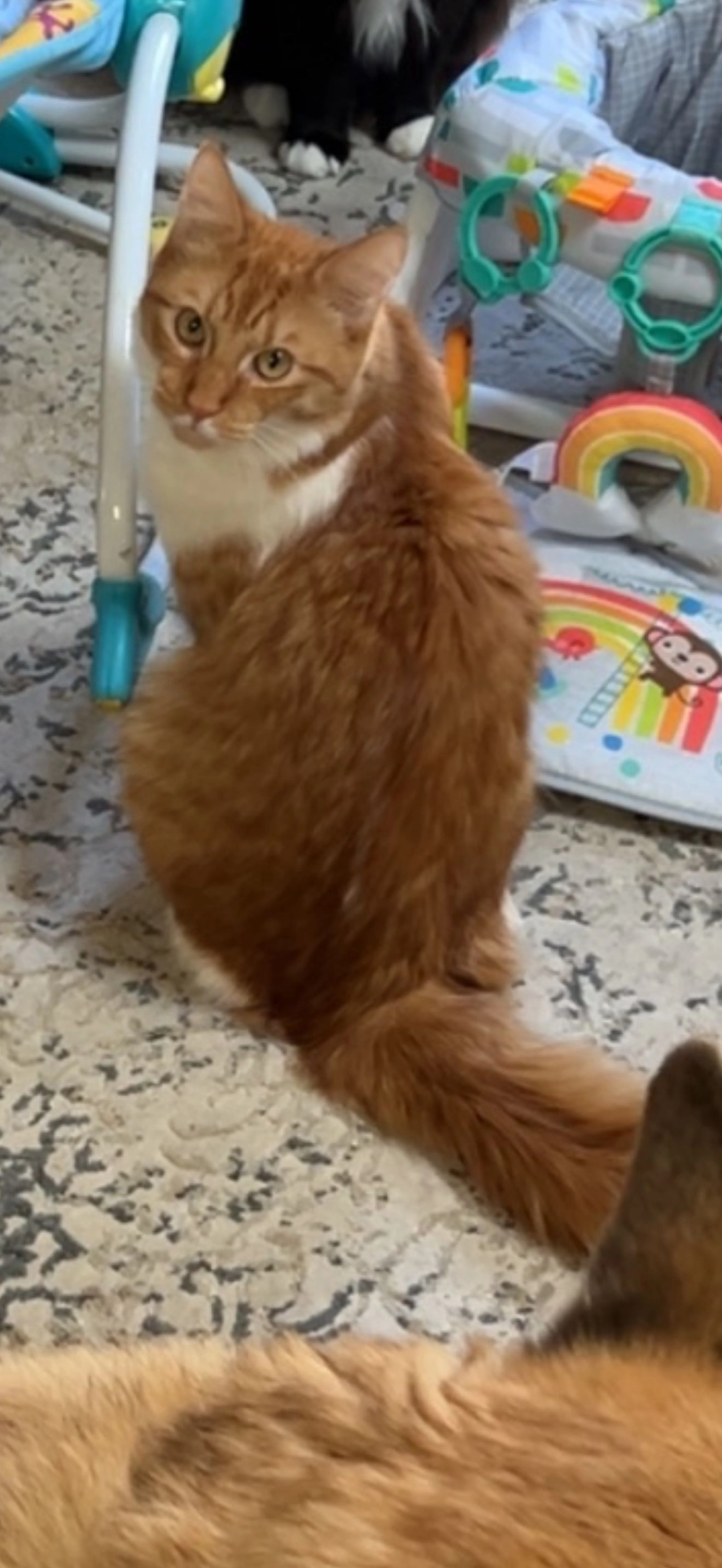 Lost pet-0