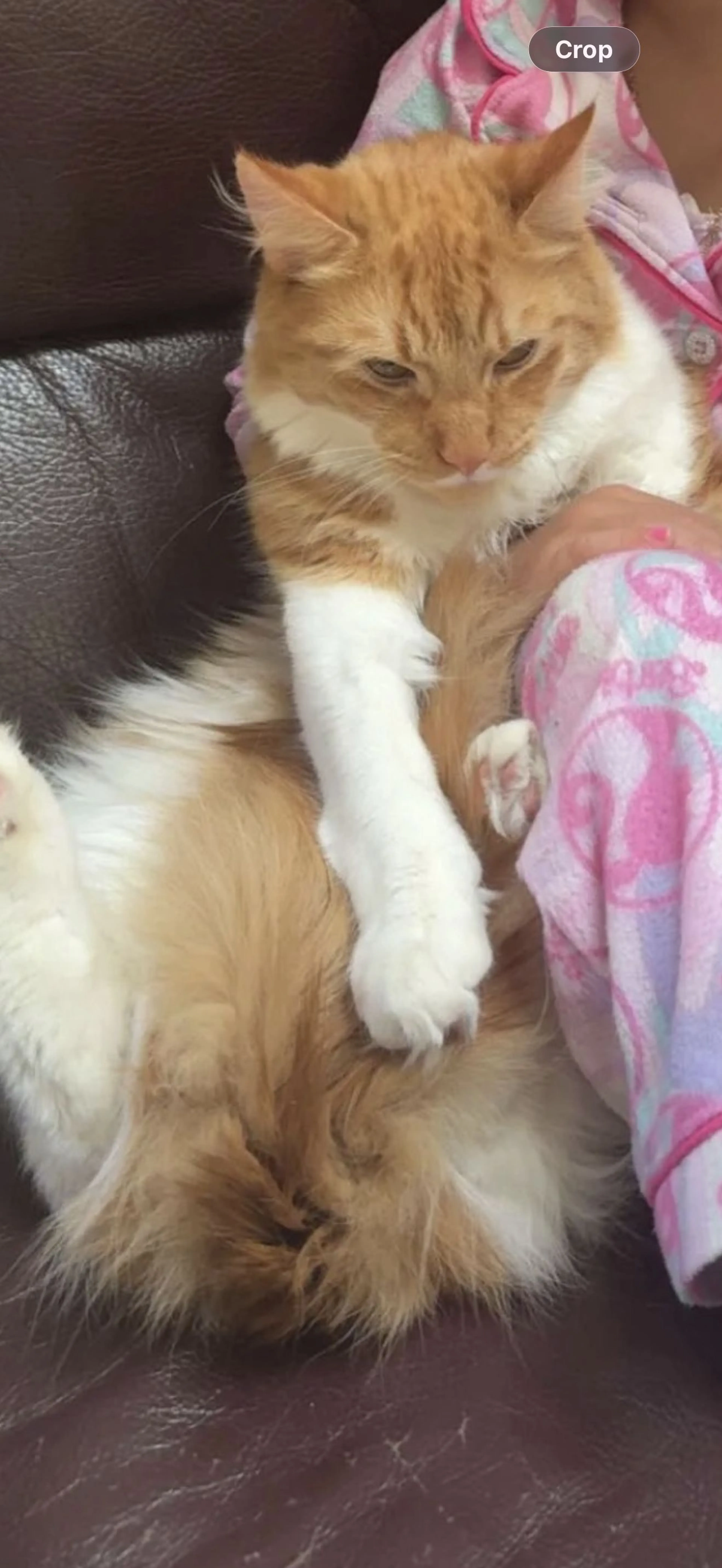 Lost pet-2
