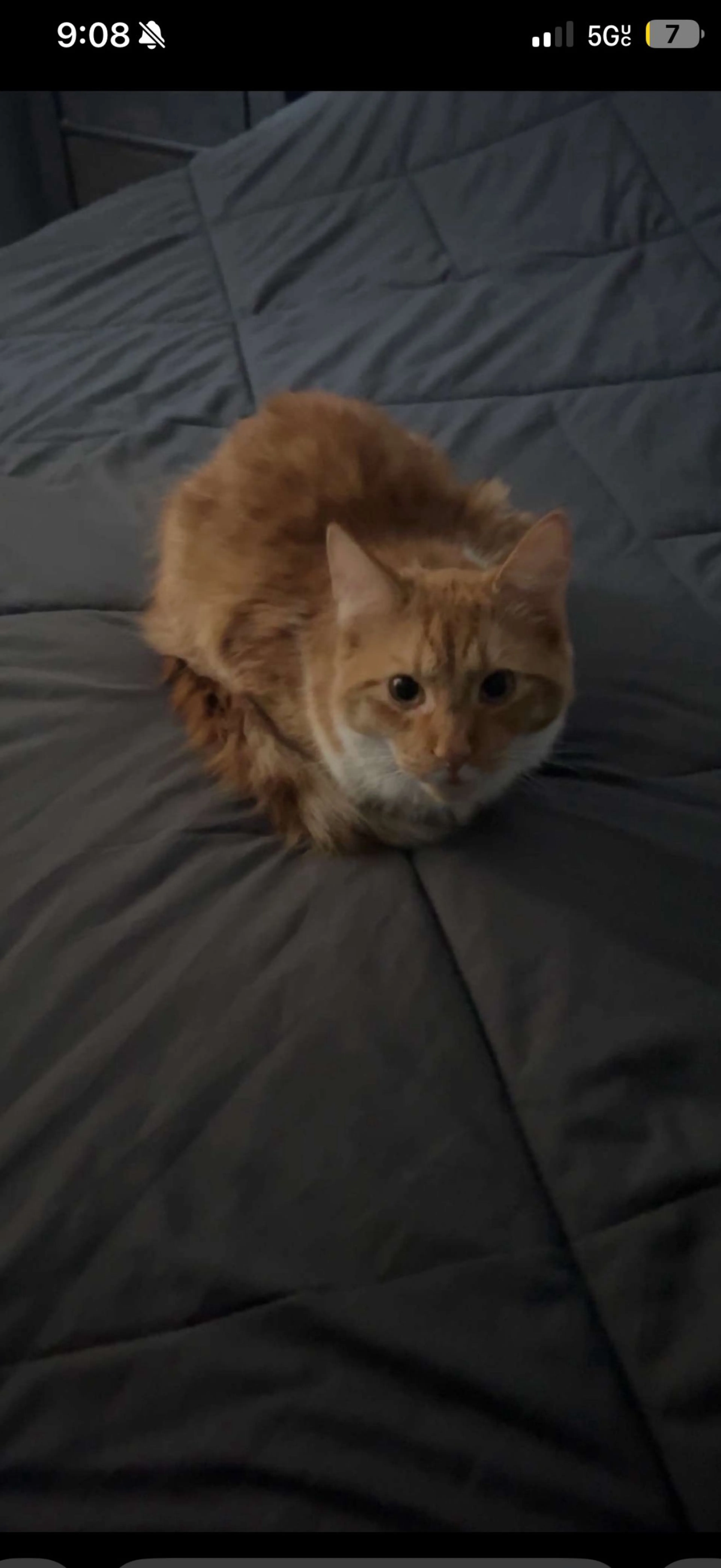 Lost pet-1