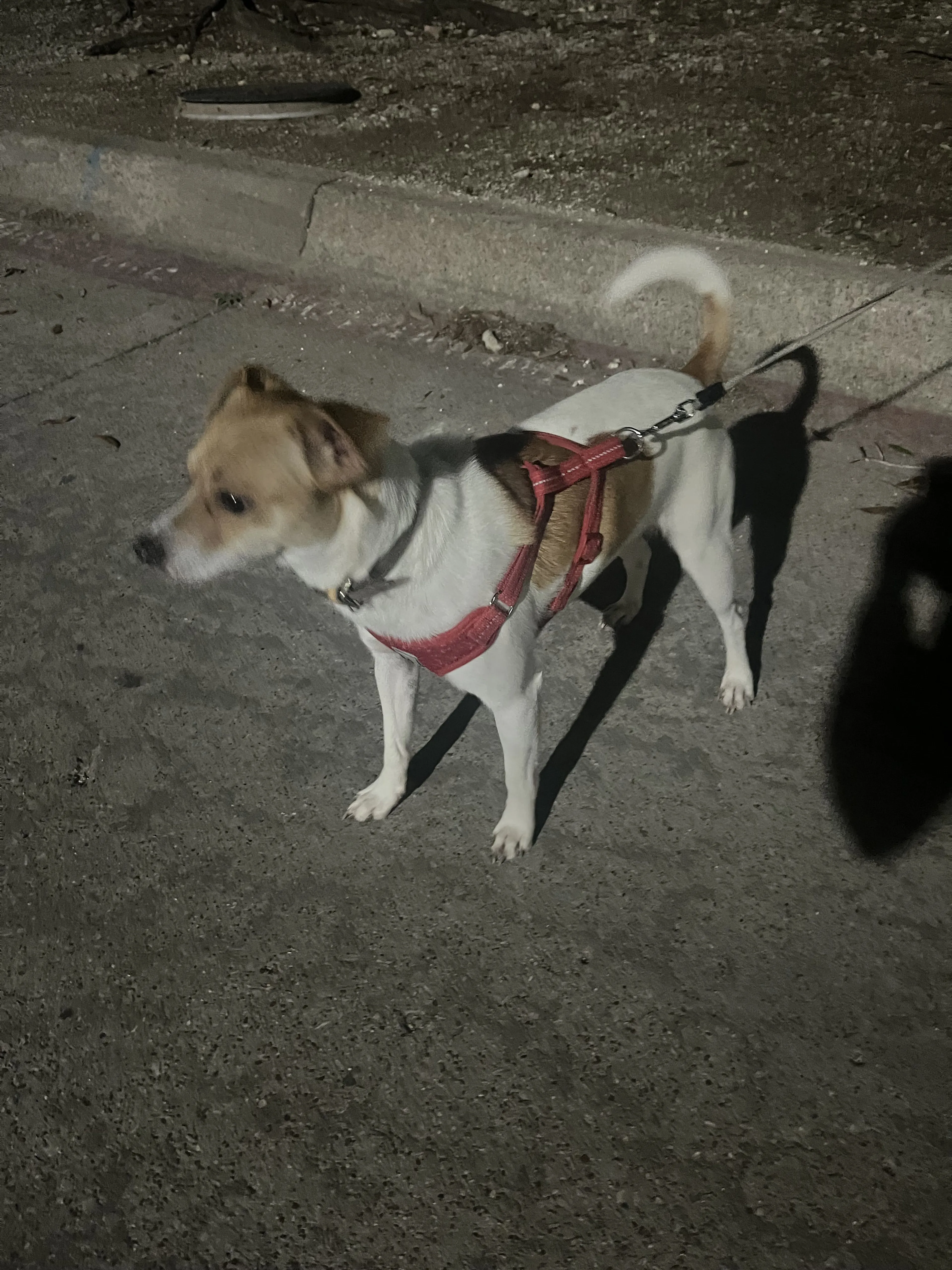 Lost pet-1